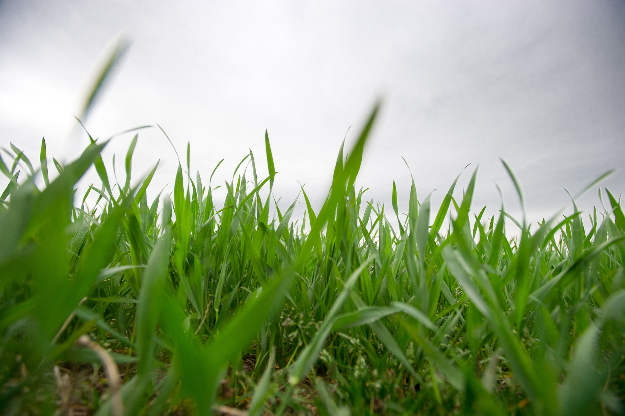 Nikon AF-S Nikkor 17-35mm F2.8D ED-IF sample photo. Green grass photography