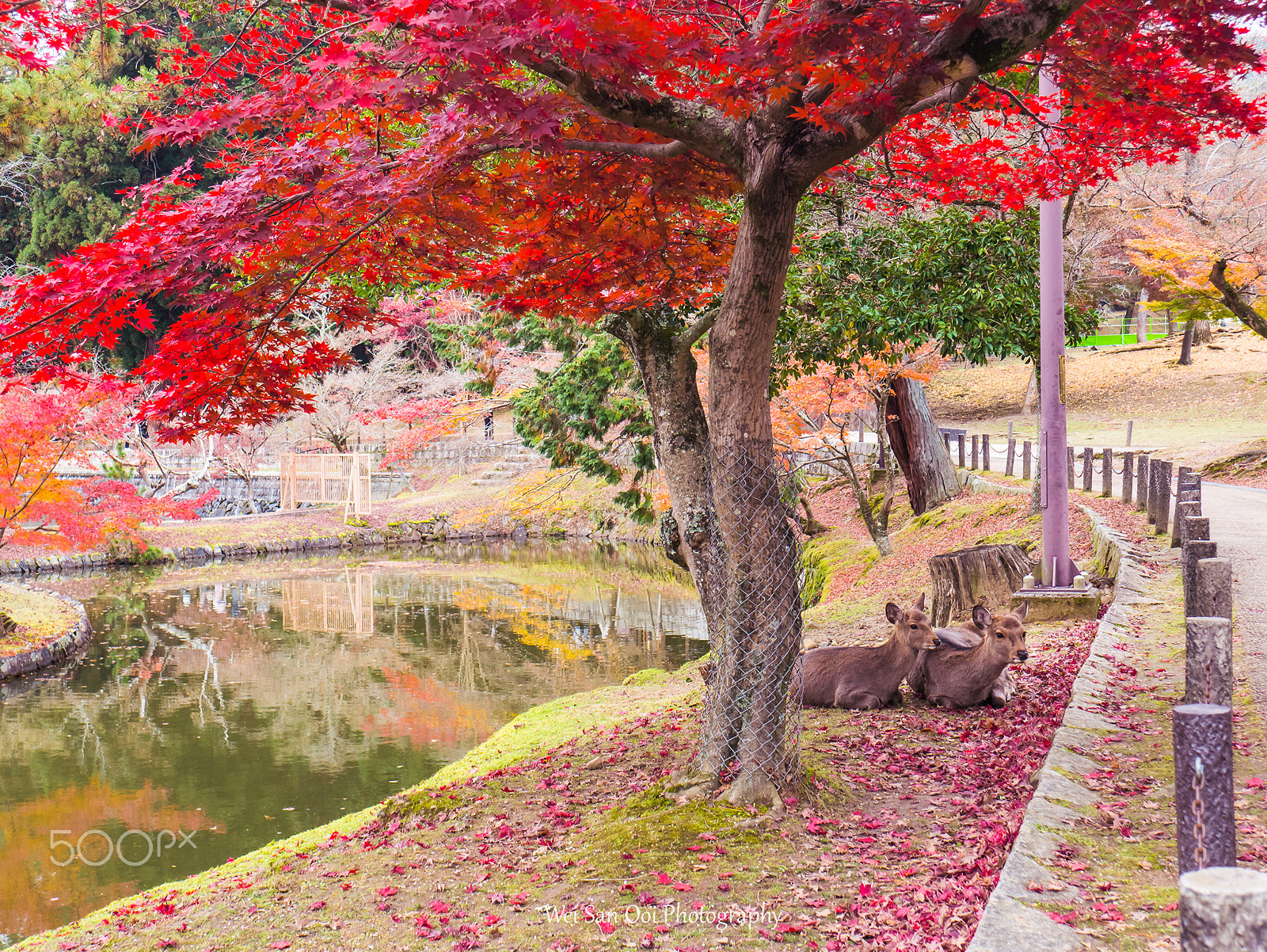 Panasonic Lumix DMC-GX7 sample photo. Nara park 01 photography