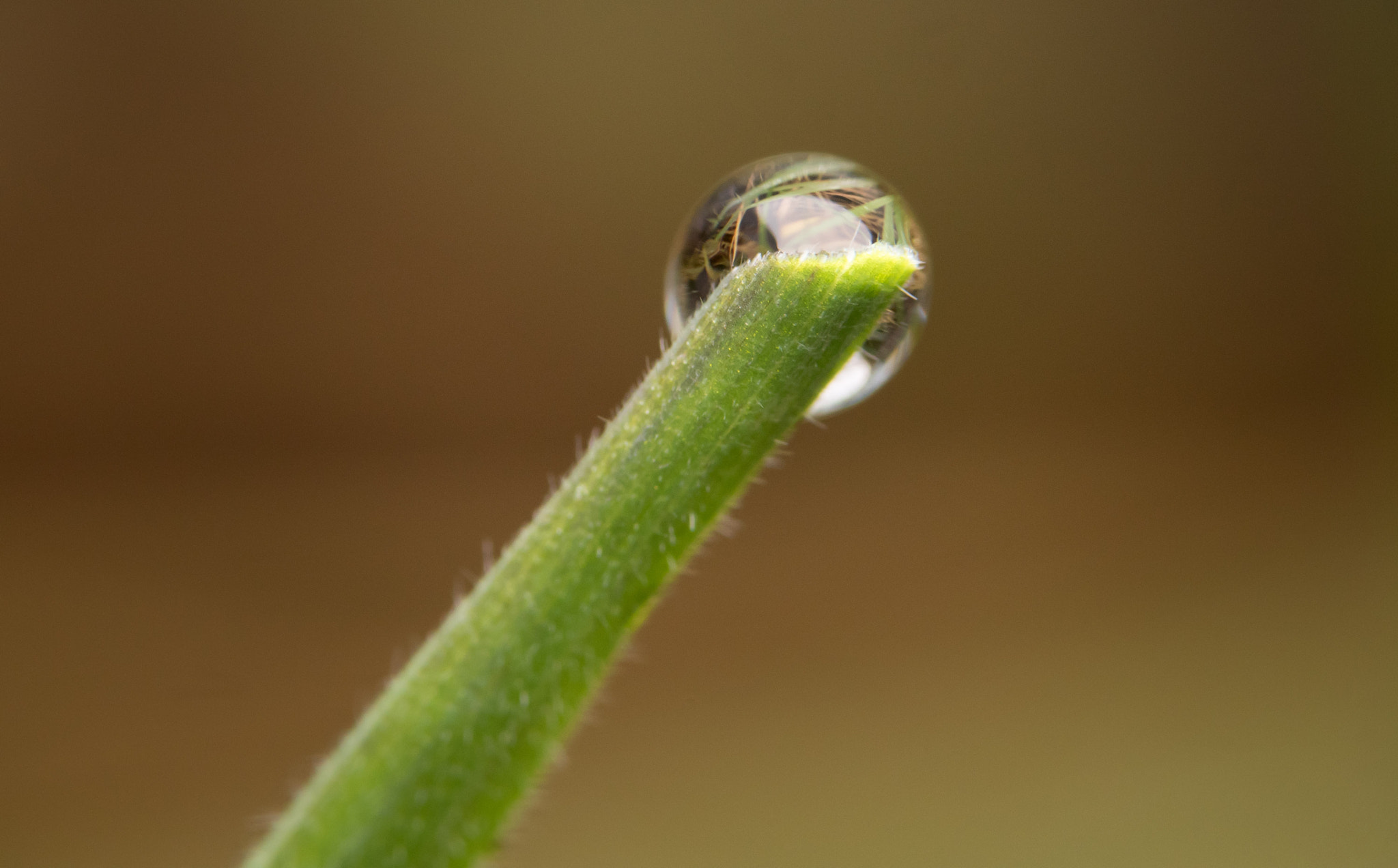 Panasonic Lumix DMC-GH4 sample photo. Drop close up photography