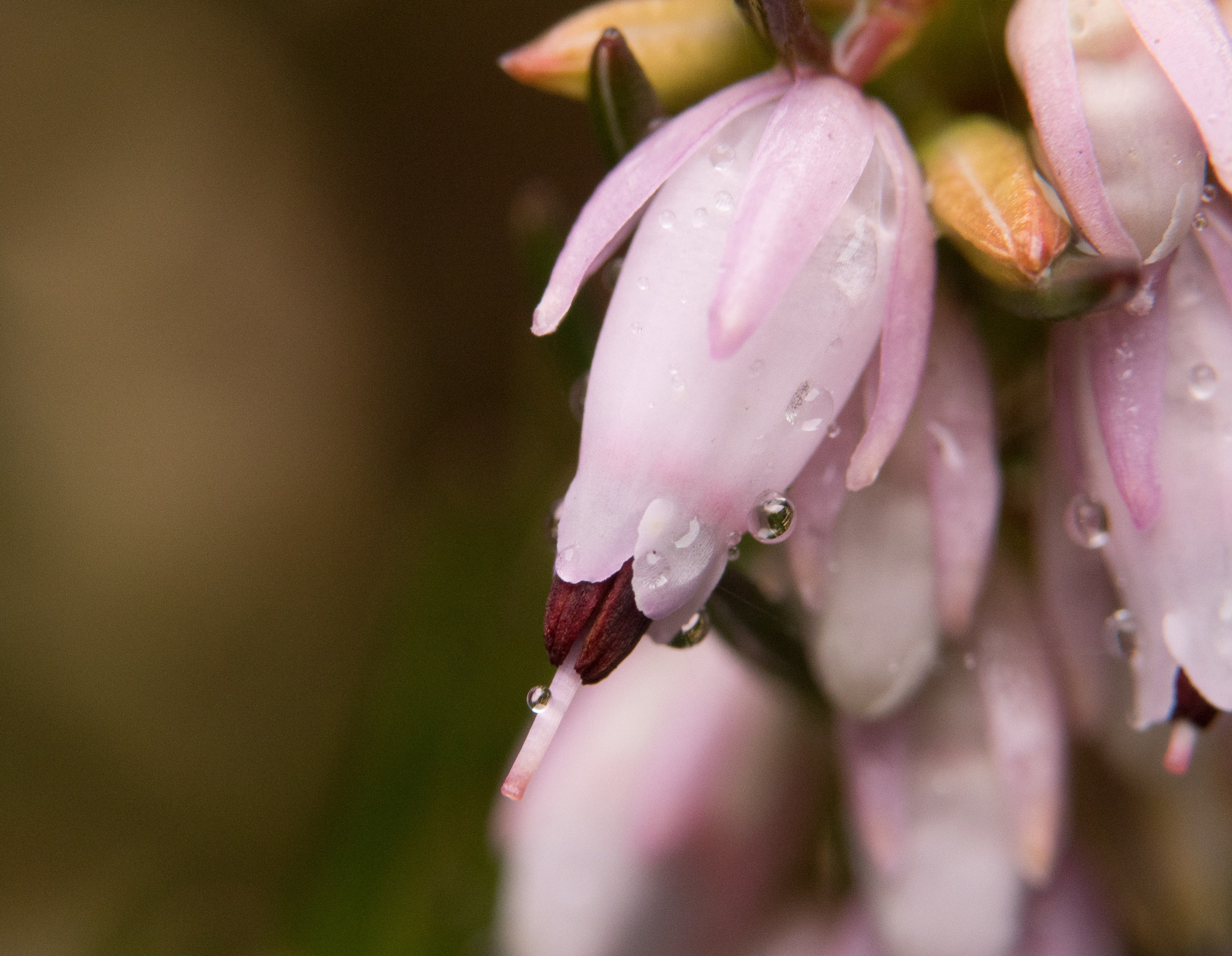Panasonic Lumix DMC-GH4 sample photo. Wet day out in the garden  photography
