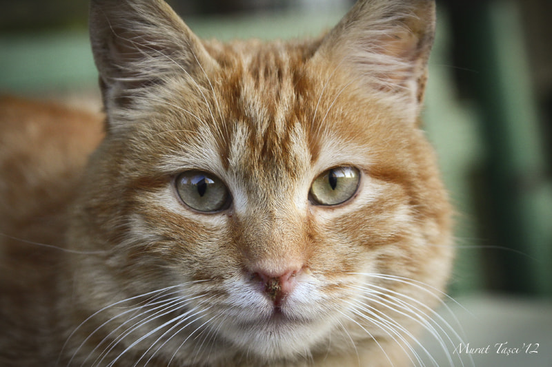 Canon EOS 50D sample photo. Look. photography