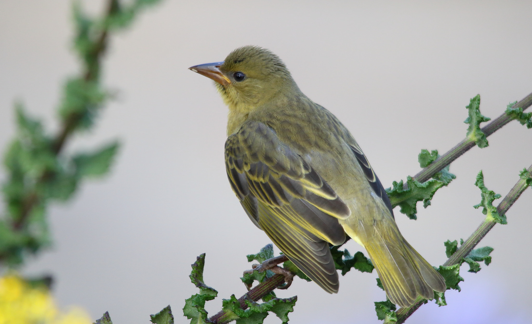 Canon EOS 750D (EOS Rebel T6i / EOS Kiss X8i) + Sigma 150-500mm F5-6.3 DG OS HSM sample photo. Cape weaver female photography