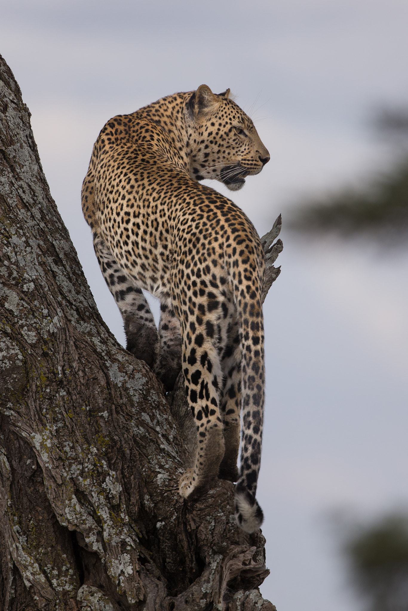 Canon EOS-1D X + Canon EF 400mm F4 DO IS II USM sample photo. Leopard king photography