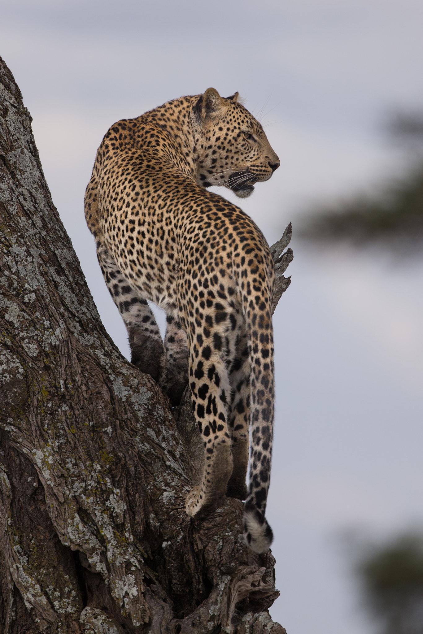 Canon EF 400mm F4 DO IS II USM sample photo. Leopard king photography