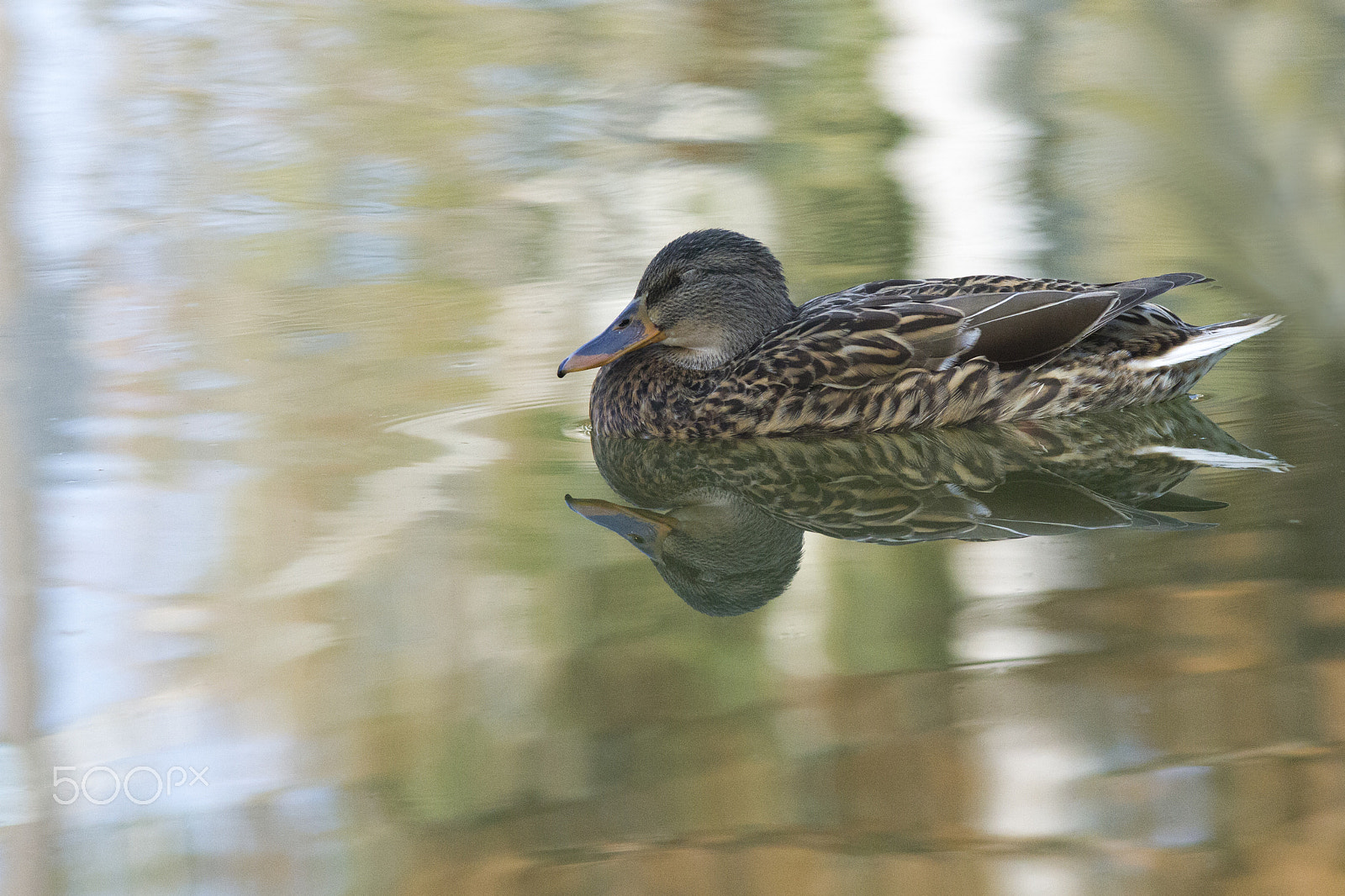 Canon EOS 7D + Canon EF 300mm F4L IS USM sample photo. Duck reflected on aquarela photography