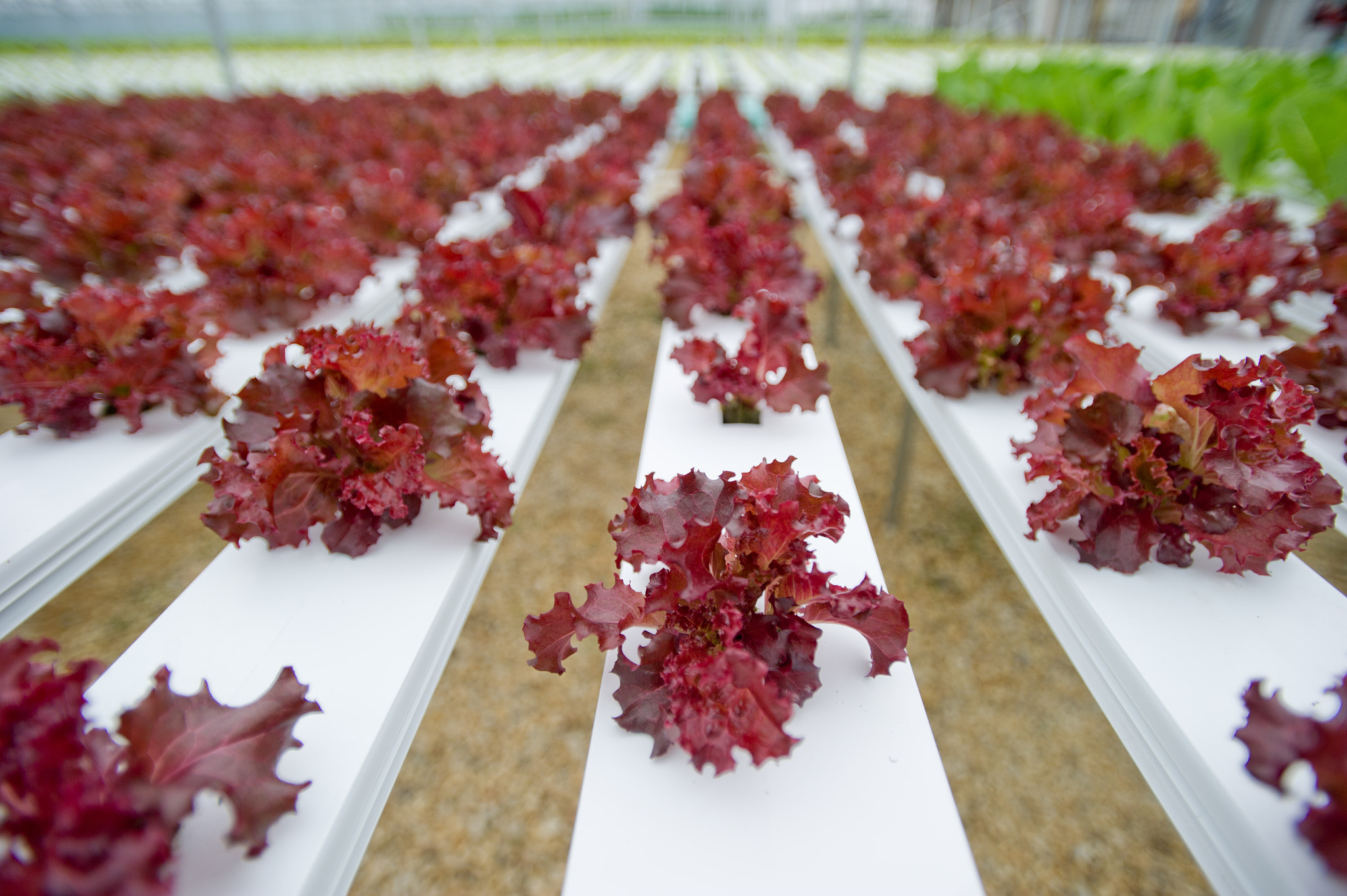 Nikon D3S + Nikon AF-S Nikkor 17-35mm F2.8D ED-IF sample photo. Hydroponic lettuce rows in greenhouse photography