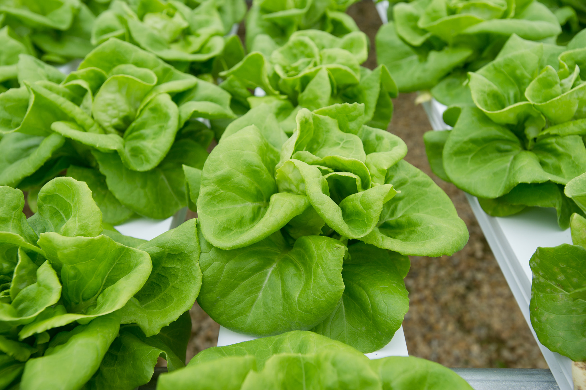 Nikon D3S + Nikon AF-S Nikkor 17-35mm F2.8D ED-IF sample photo. Hydroponic lettuce rows in greenhouse photography