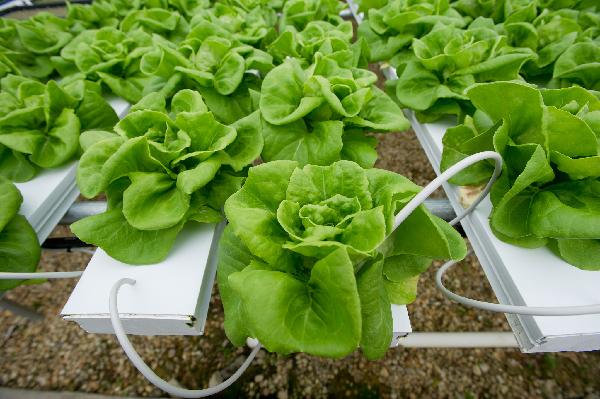 Nikon AF-S Nikkor 17-35mm F2.8D ED-IF sample photo. Hydroponic lettuce rows in greenhouse photography