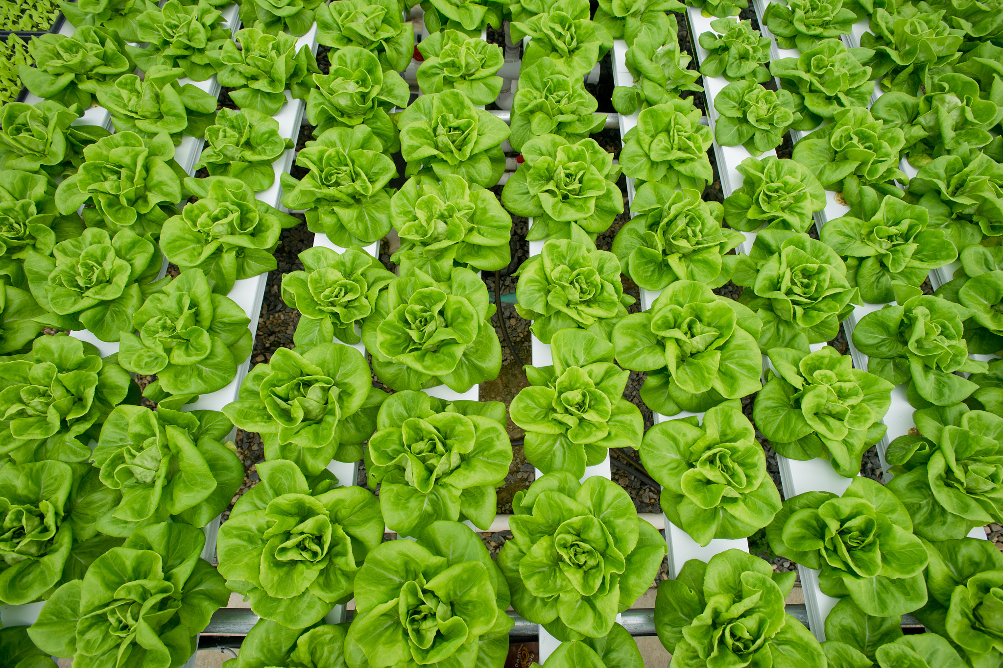 Nikon D3S + Nikon AF-S Nikkor 17-35mm F2.8D ED-IF sample photo. Hydroponic lettuce rows in greenhouse photography