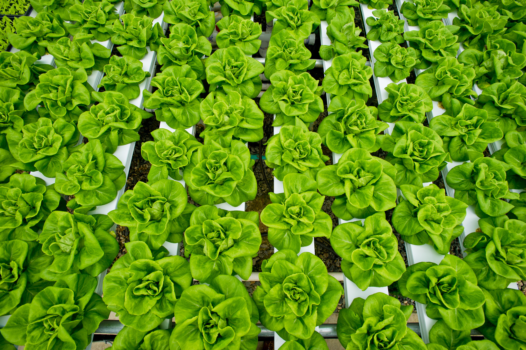 Nikon AF-S Nikkor 17-35mm F2.8D ED-IF sample photo. Hydroponic lettuce rows in greenhouse photography
