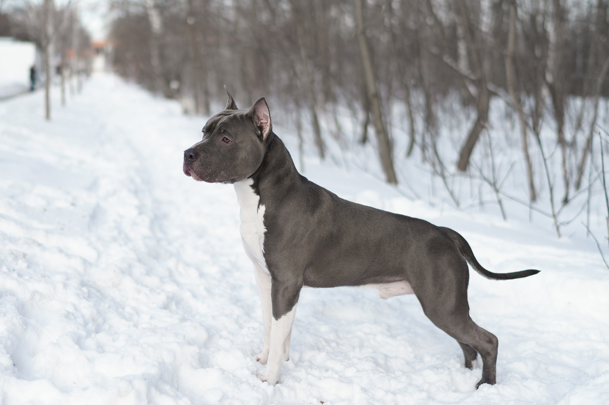 Sony a7 II + Sony Distagon T* FE 35mm F1.4 ZA sample photo. American staffordshire terrier ajay photography