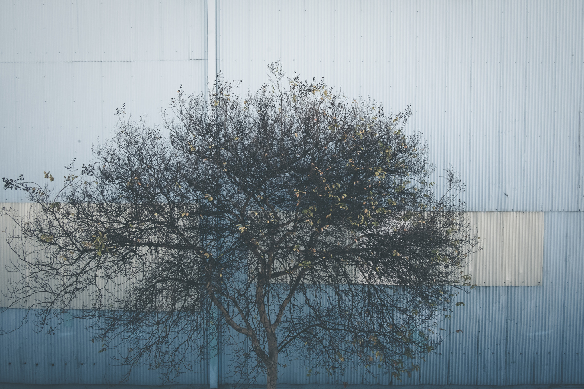 Fujifilm X-Pro2 + Fujifilm XF 18mm F2 R sample photo. Alone in a urban jungle photography
