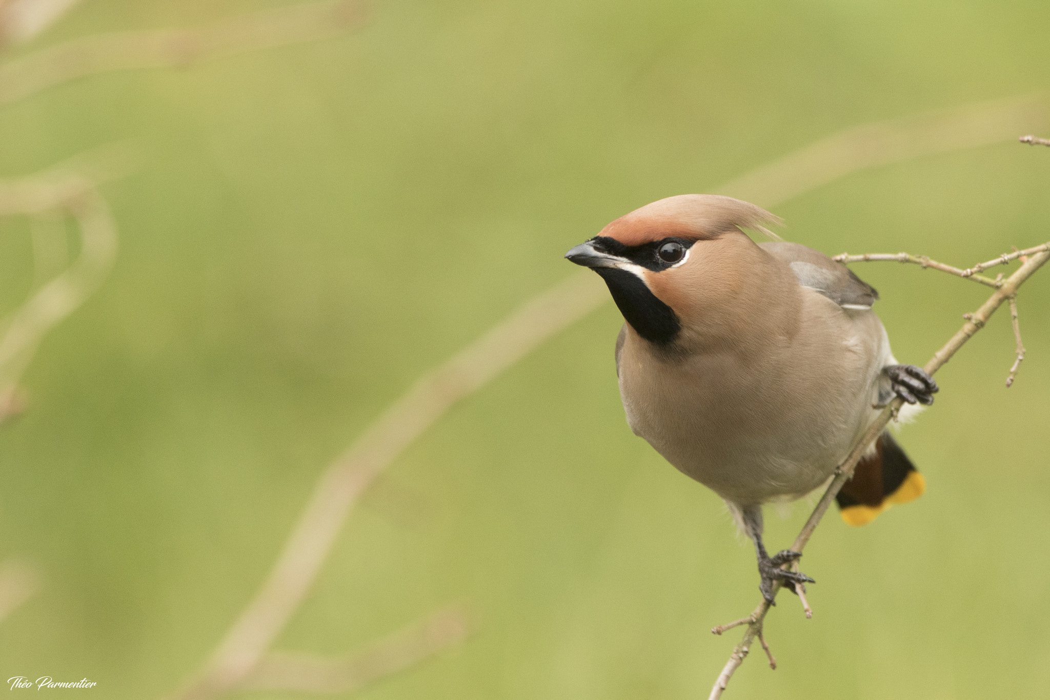 Canon EF 300mm F2.8L IS USM sample photo. Bohemian waxwing / jaseur boréal photography