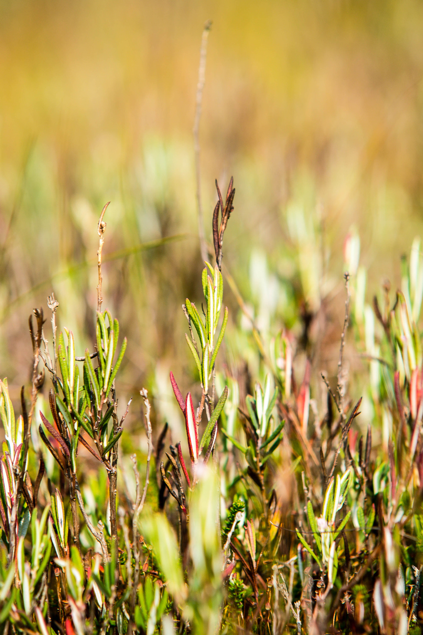 Nikon D3100 + Sigma 50-150mm F2.8 EX APO DC HSM II sample photo. Autumn sun photography