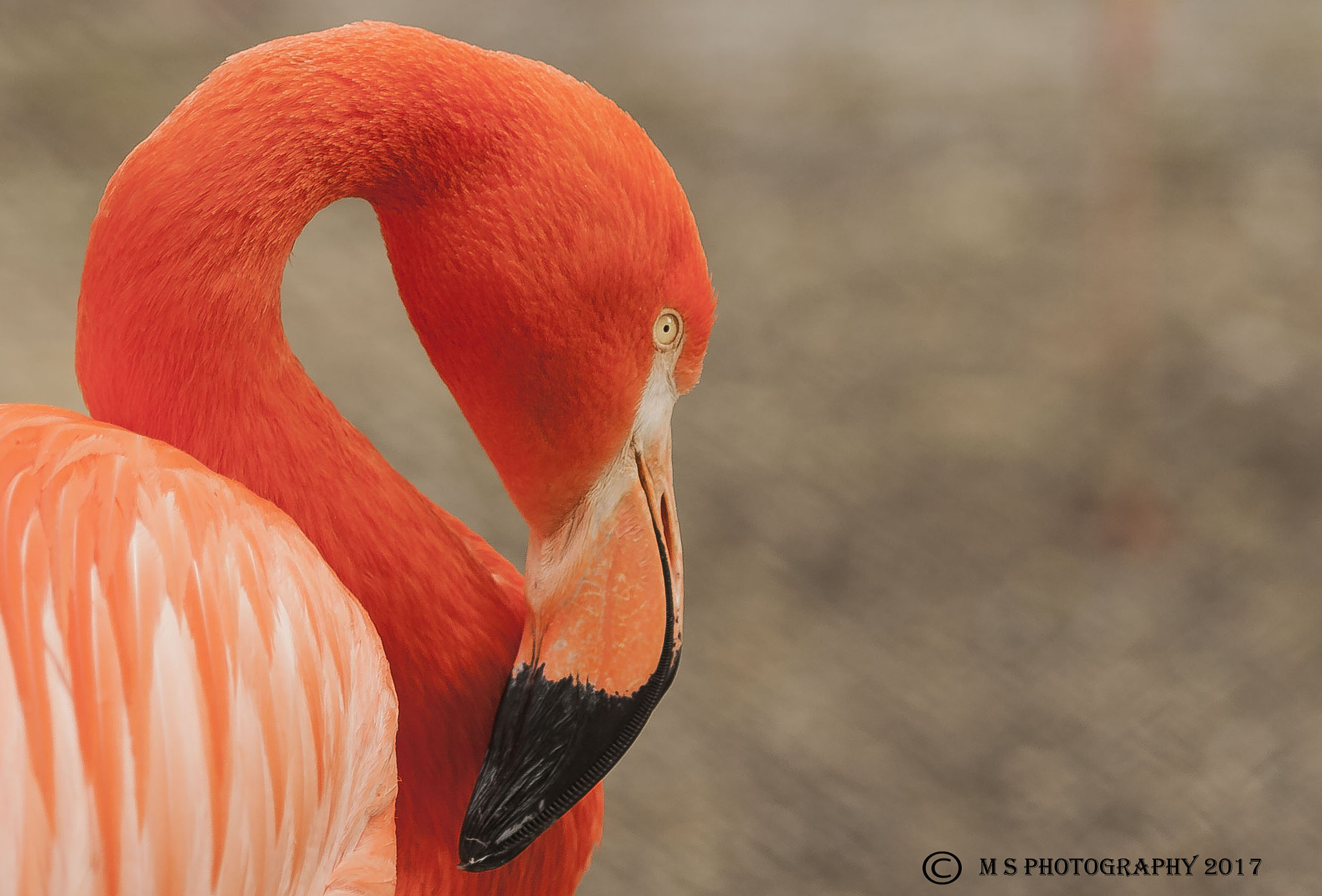 Canon EOS 400D (EOS Digital Rebel XTi / EOS Kiss Digital X) sample photo. Flamingo photography