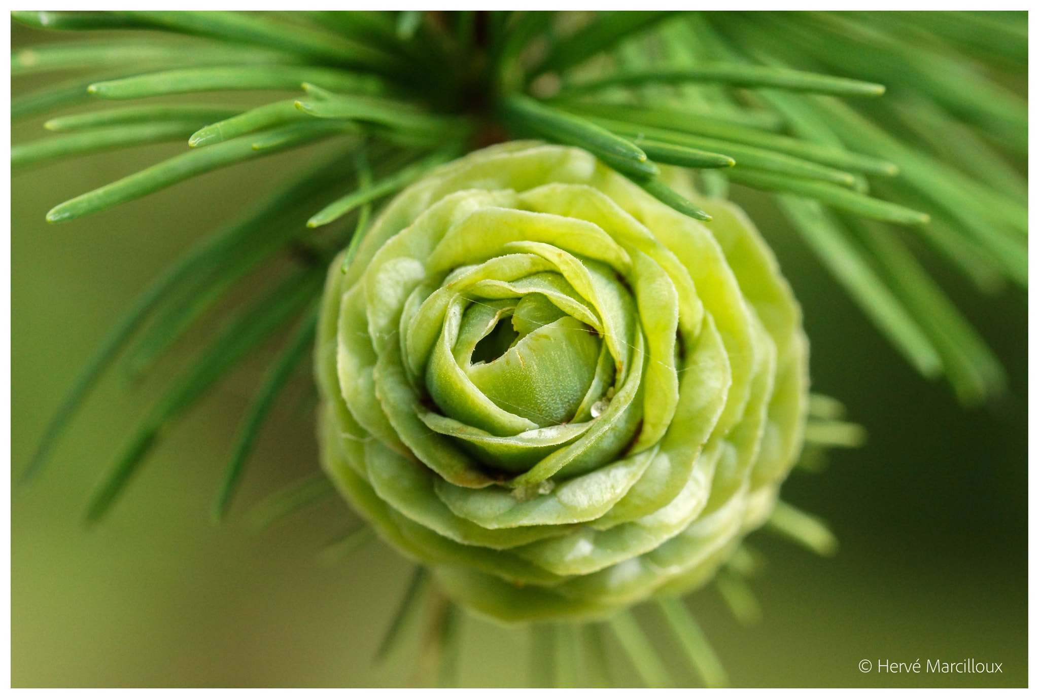 105mm F2.8 sample photo. Growing photography