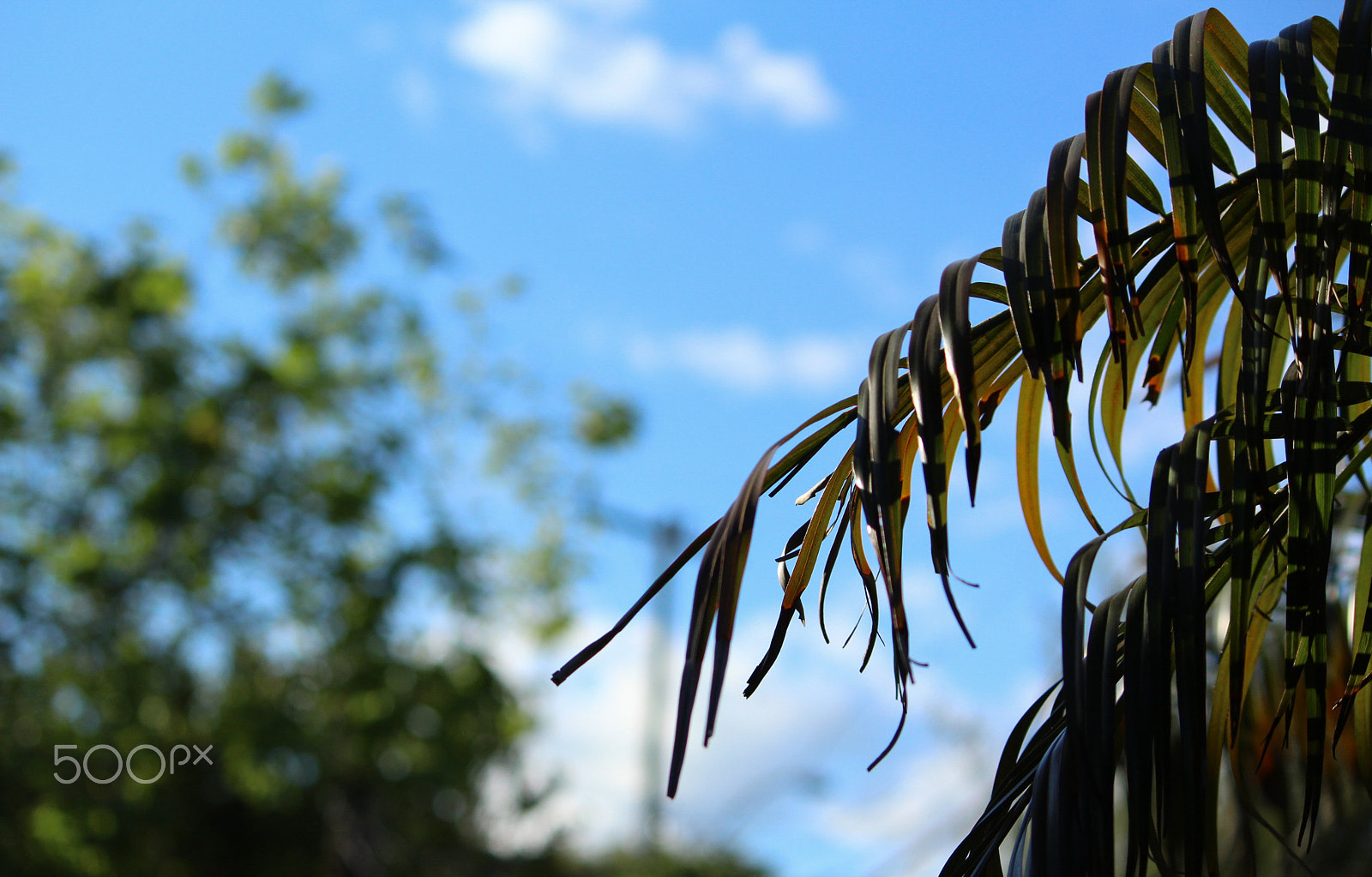 Canon EF-S 55-250mm F4-5.6 IS II sample photo. Clean photography