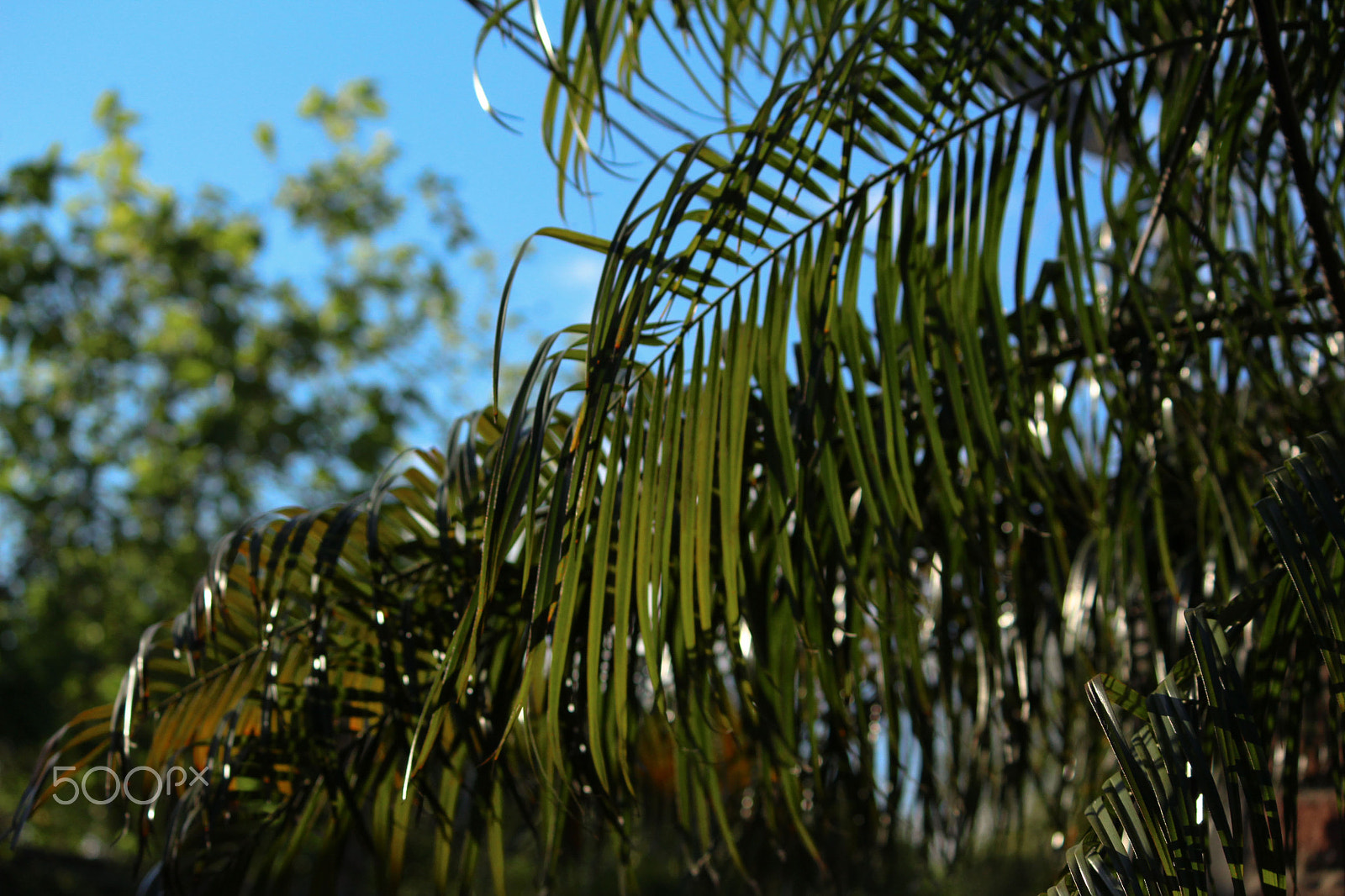 Canon EF-S 55-250mm F4-5.6 IS II sample photo. Beauty of the day photography
