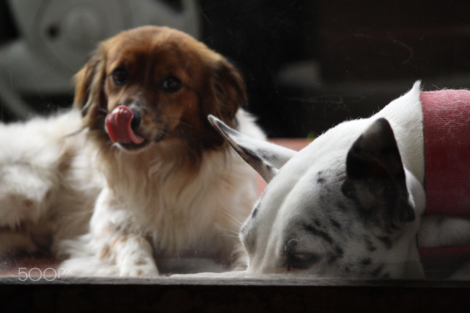 Canon EF-S 55-250mm F4-5.6 IS II sample photo. Dogs don't like to take pictures photography