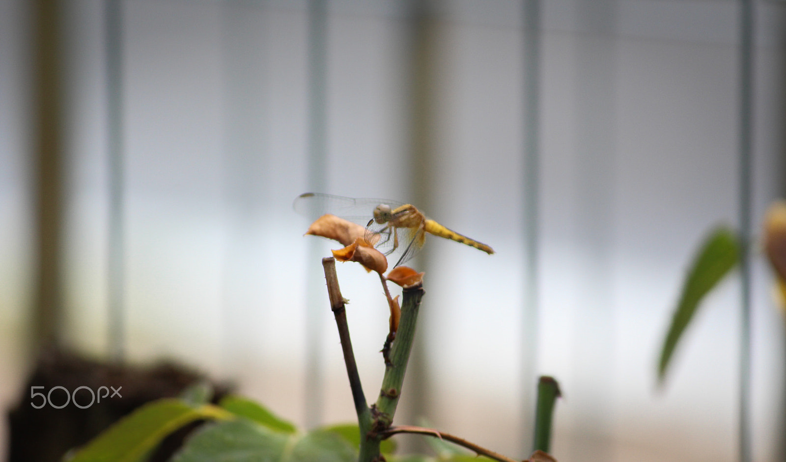 Canon EF-S 55-250mm F4-5.6 IS II sample photo. Alfred, the dragonfly photography