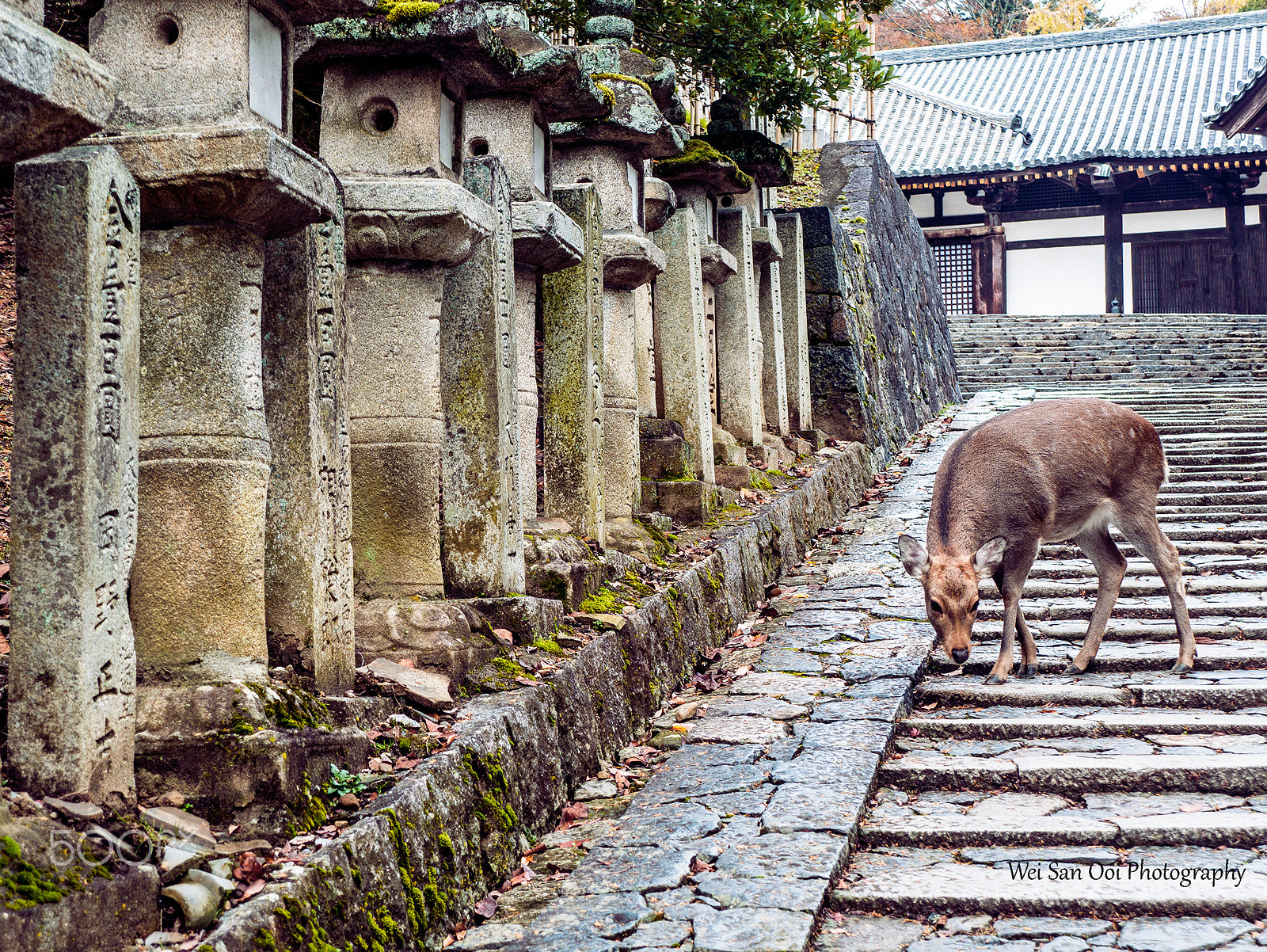 Panasonic Lumix DMC-GX7 sample photo. Nara park 02 photography