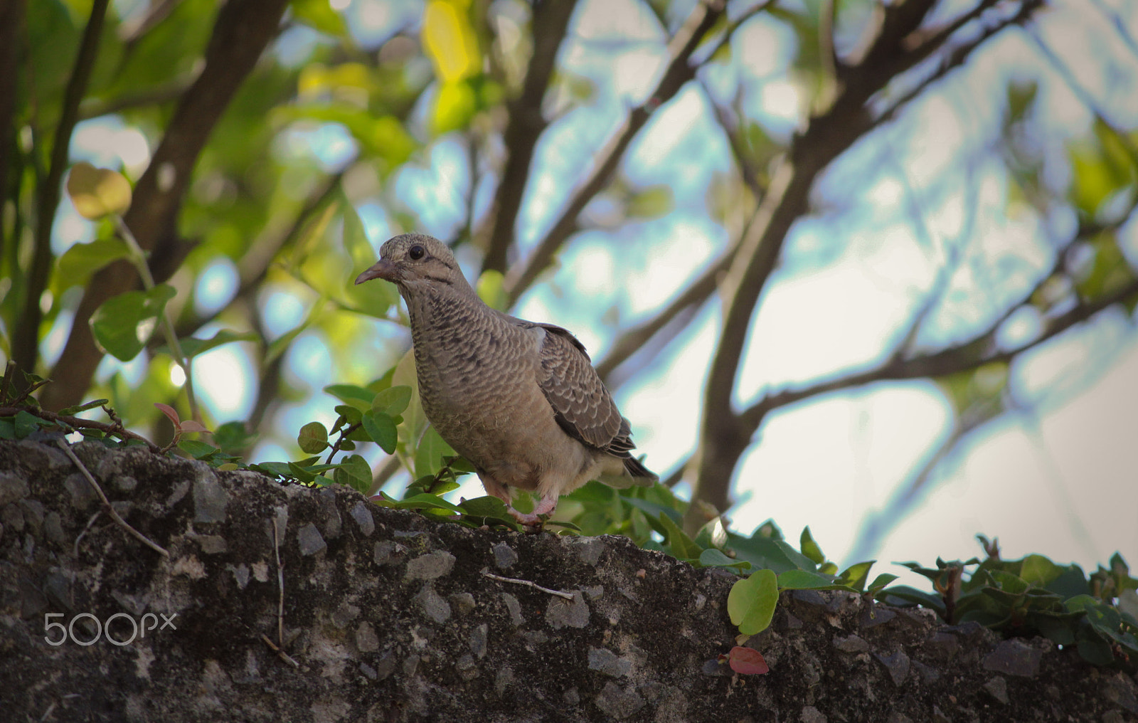 Canon EF-S 55-250mm F4-5.6 IS II sample photo. Yeah... more birds photography