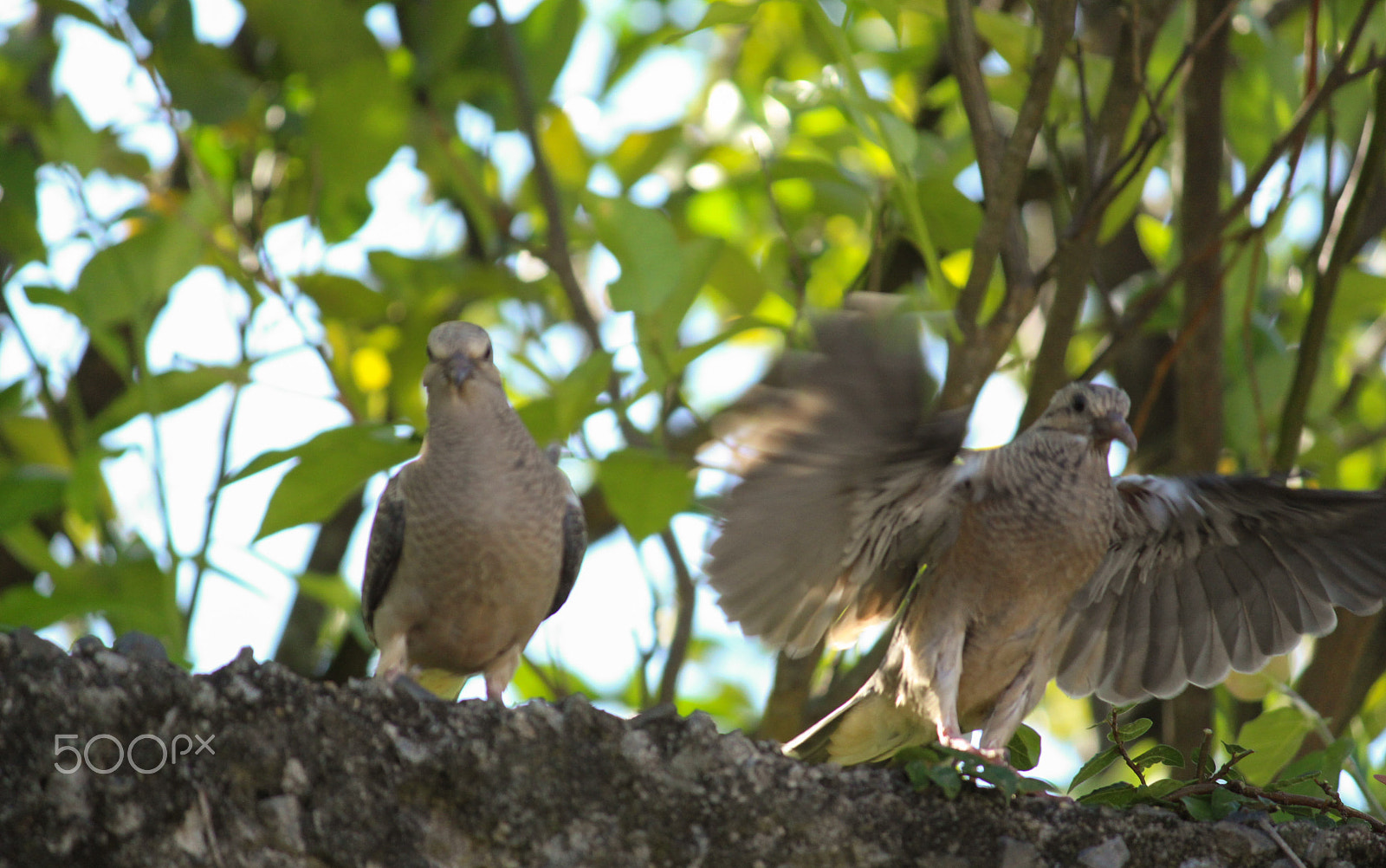 Canon EF-S 55-250mm F4-5.6 IS II sample photo. More and more birds photography