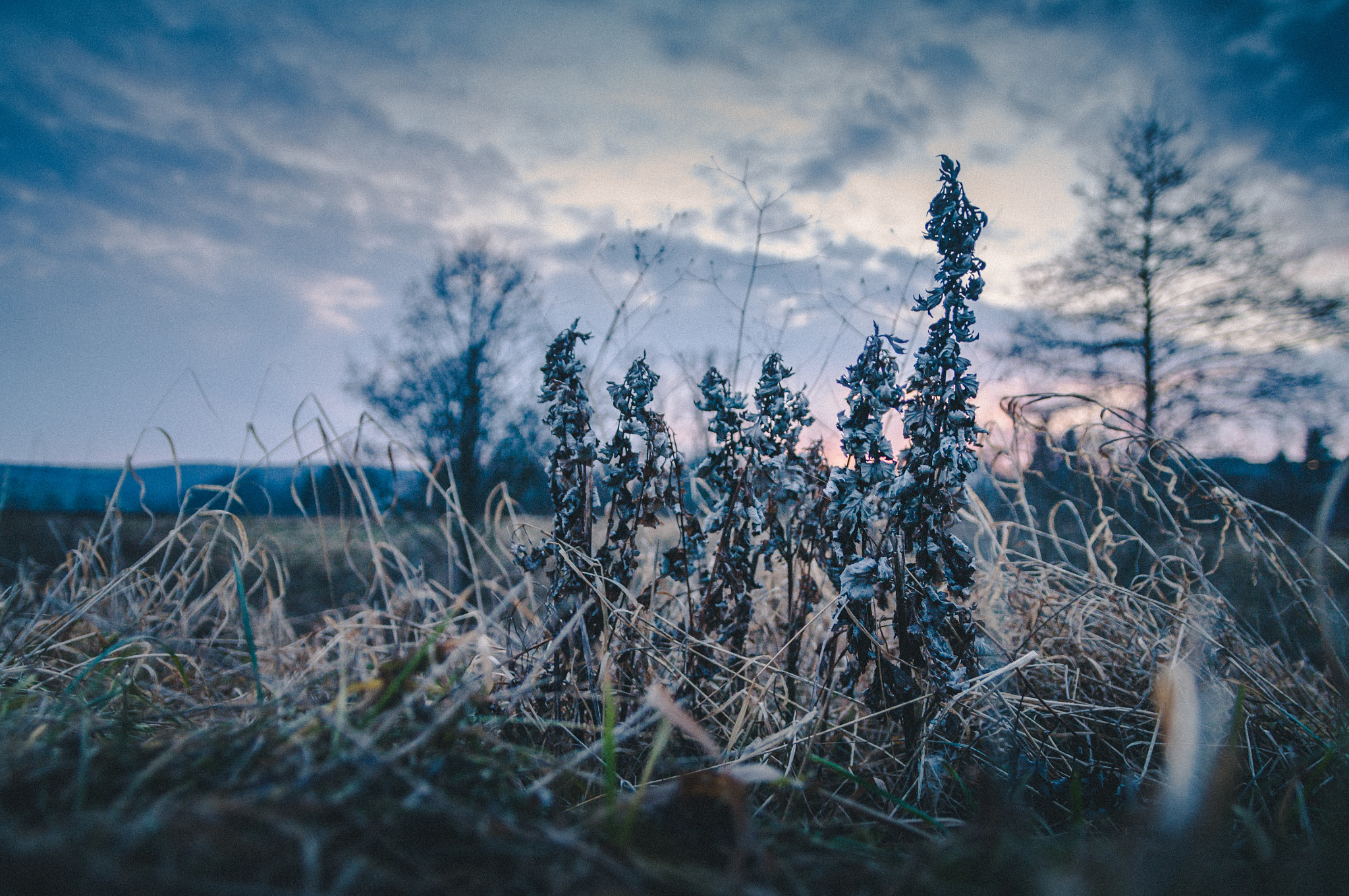 Pentax K-7 + Sigma 17-70mm F2.8-4 DC Macro OS HSM sample photo. Macro sunset photography