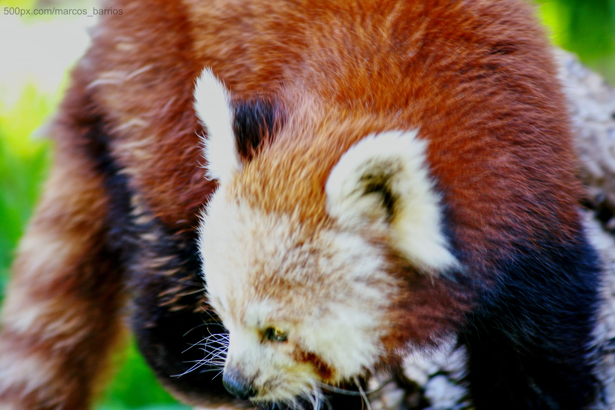 70.0 - 300.0 mm sample photo. Curious red panda photography