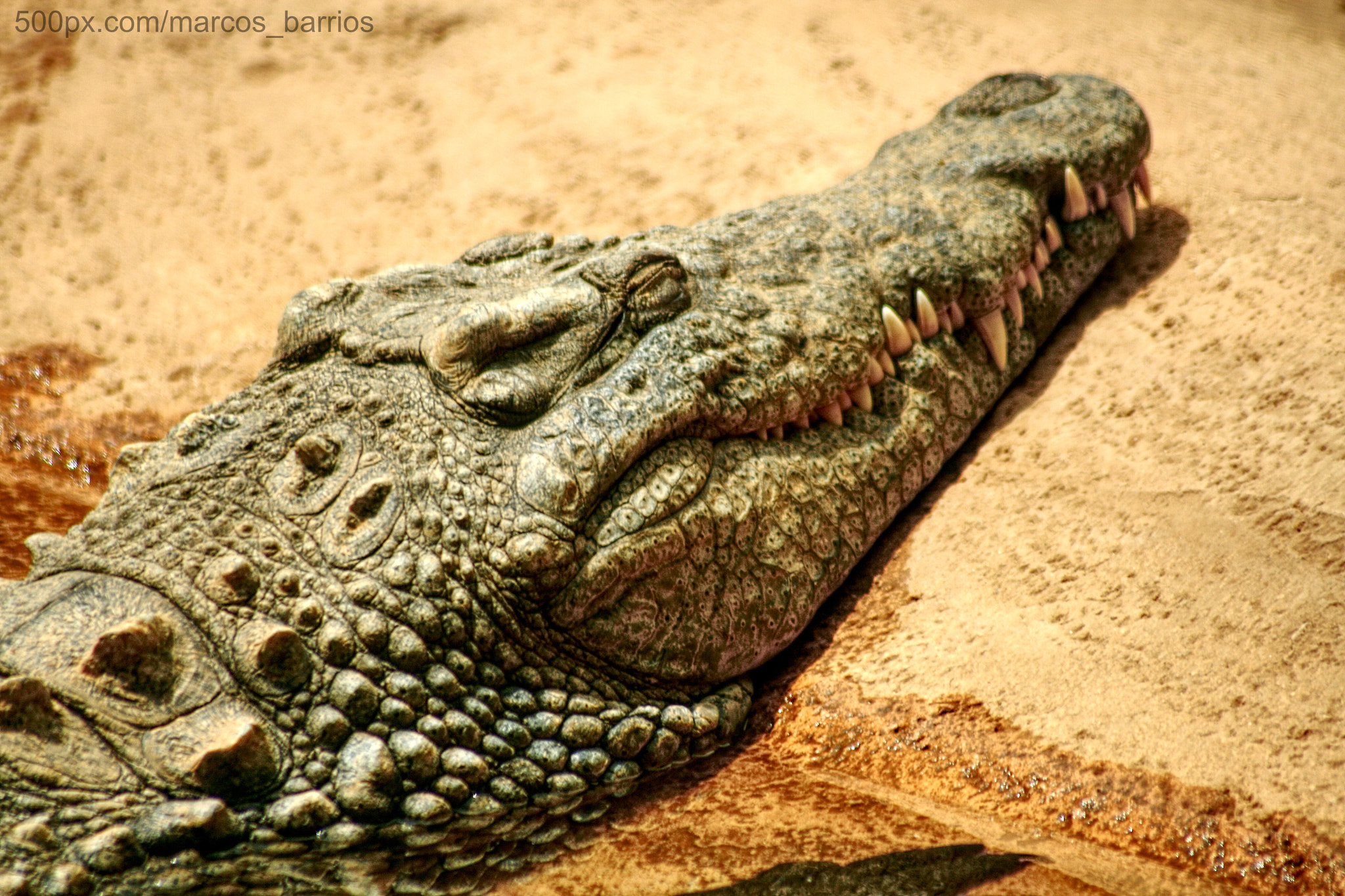70.0 - 300.0 mm sample photo. Sleepy crocodile photography