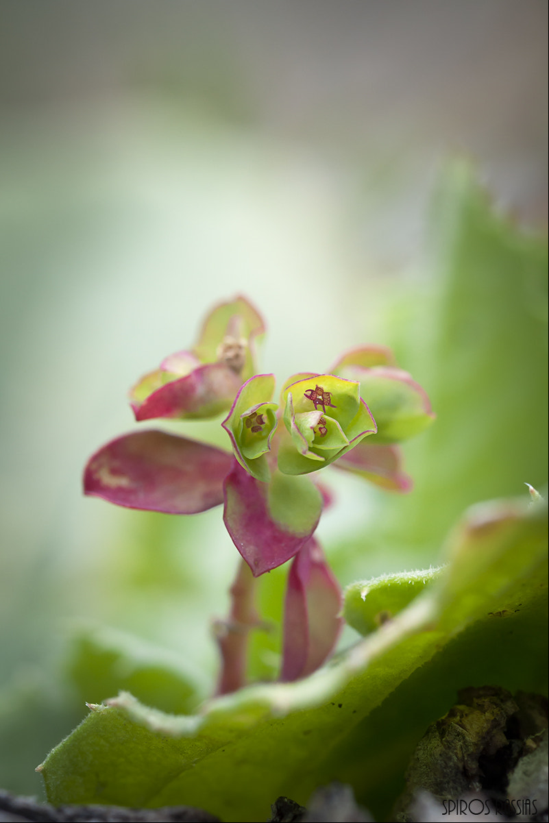 Nikon D90 sample photo. Euphorbia peplus photography