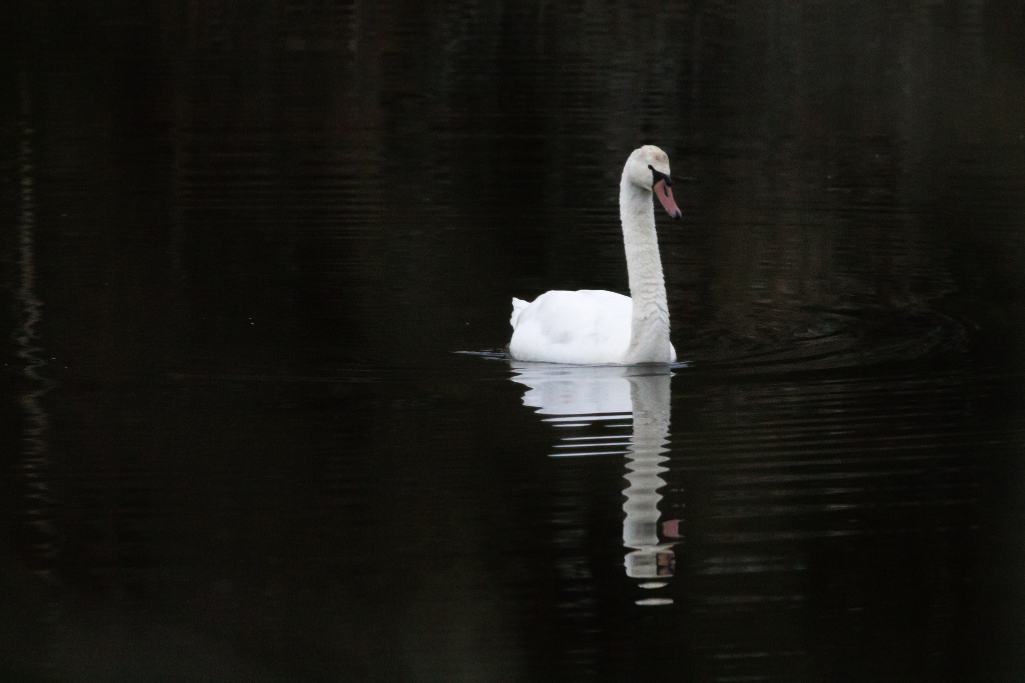 Canon EOS 1100D (EOS Rebel T3 / EOS Kiss X50) + Canon EF 100-400mm F4.5-5.6L IS USM sample photo. Lonely mute swan photography