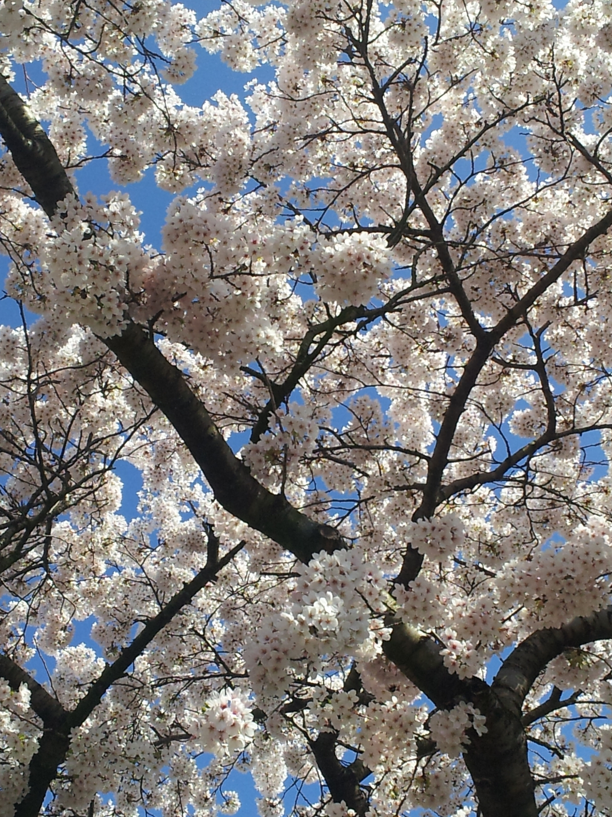 Samsung Galaxy S2 Plus sample photo. Spring photography
