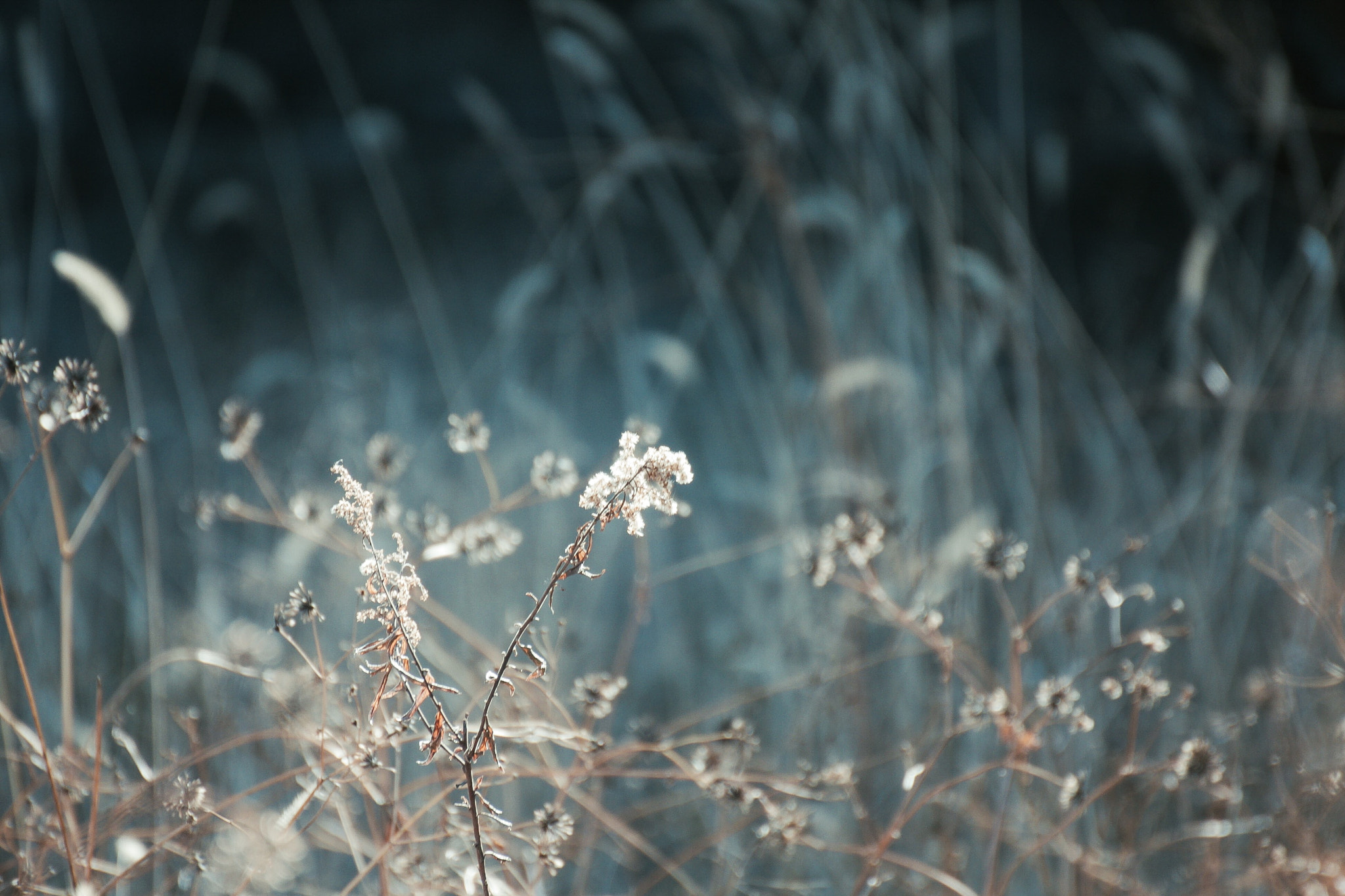 Canon EOS 40D + Canon 70-300mm sample photo