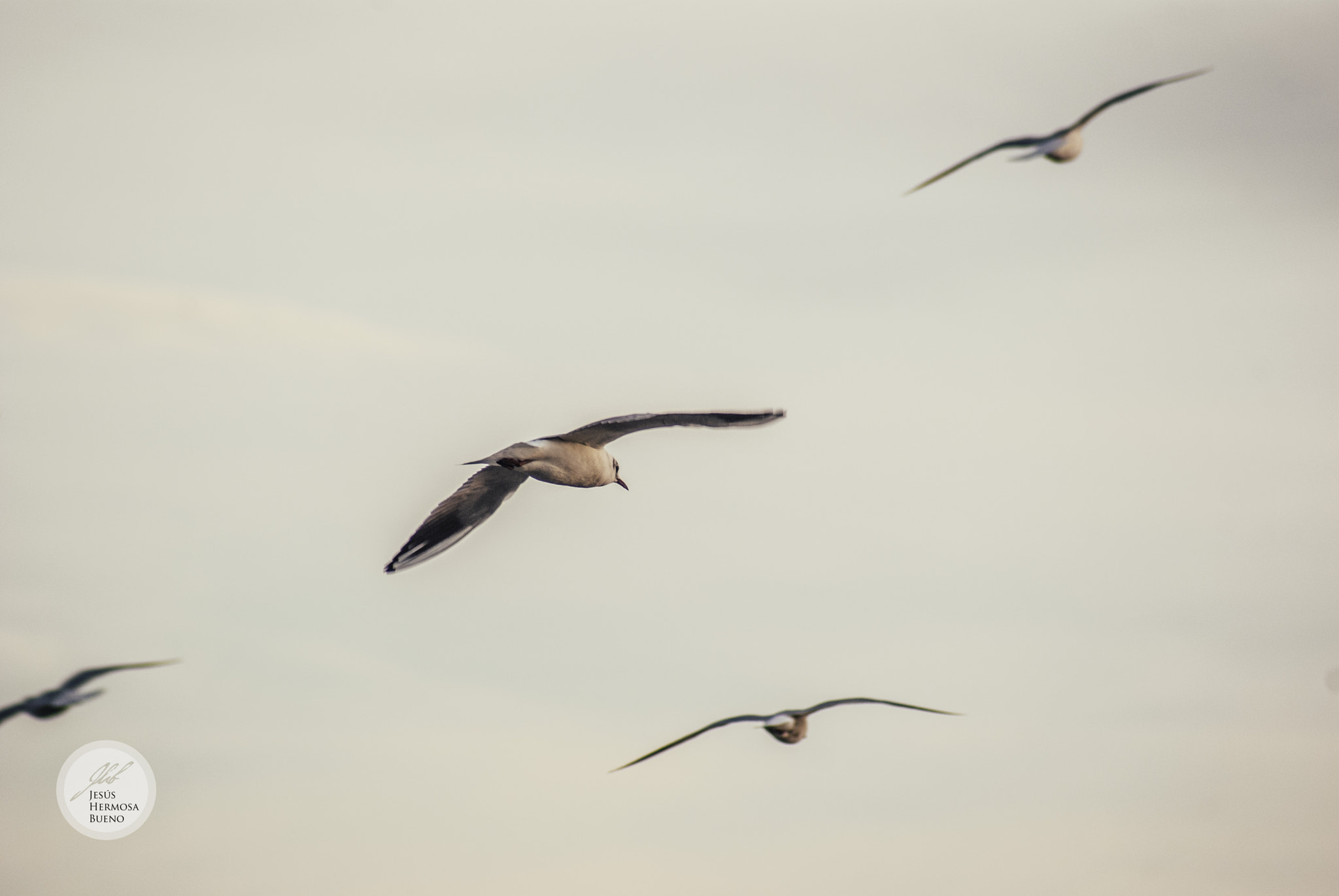 Sony 75-300mm F4.5-5.6 sample photo. Gaviotas photography