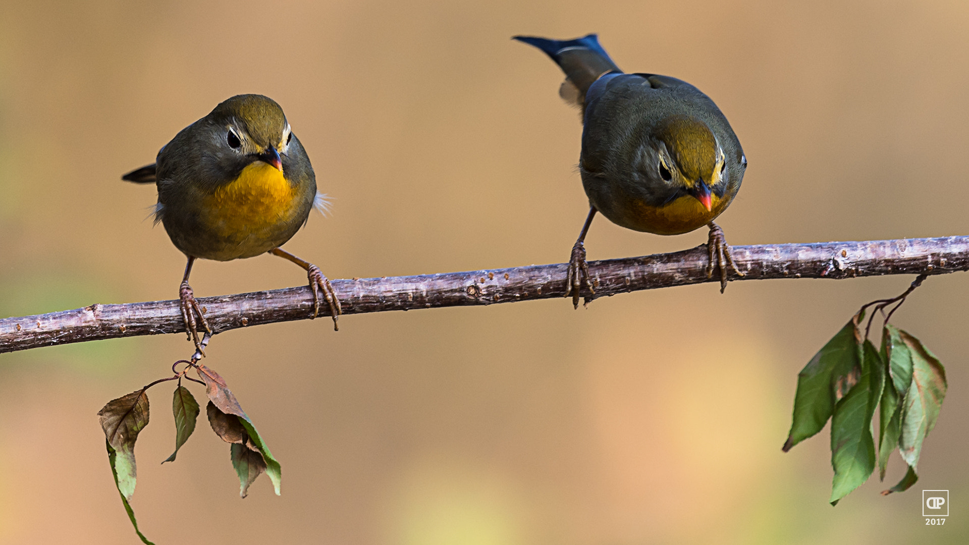 Nikon D750 + Nikon AF-S Nikkor 500mm F4G ED VR sample photo. Red-billed leiothrix photography