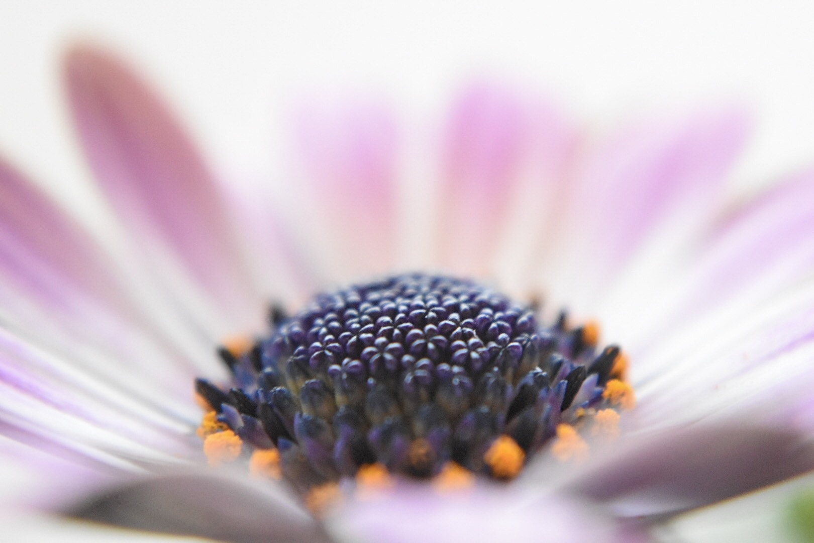 Nikon D5500 sample photo. Osteospermum photography