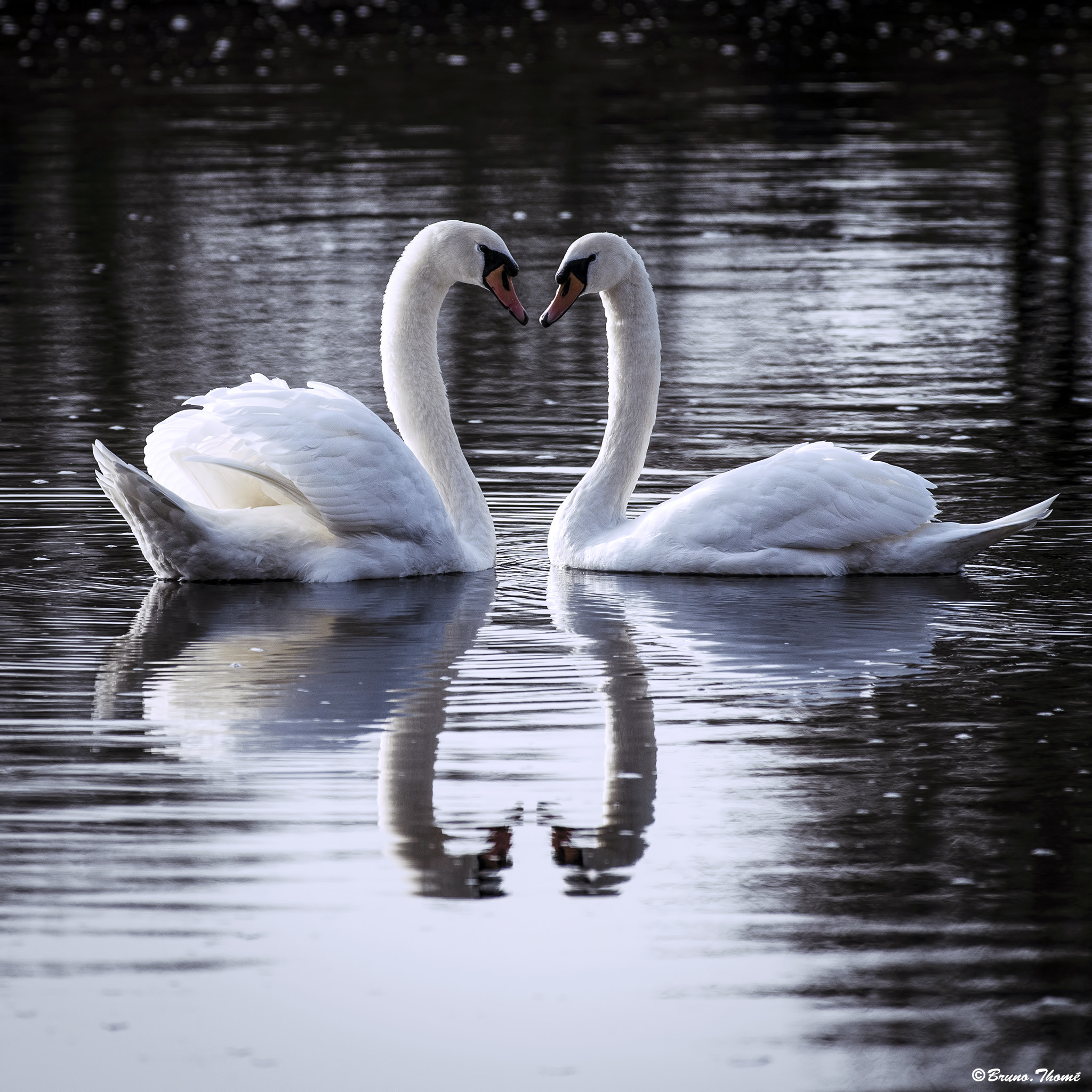 Pentax K-1 sample photo. Heart swans photography