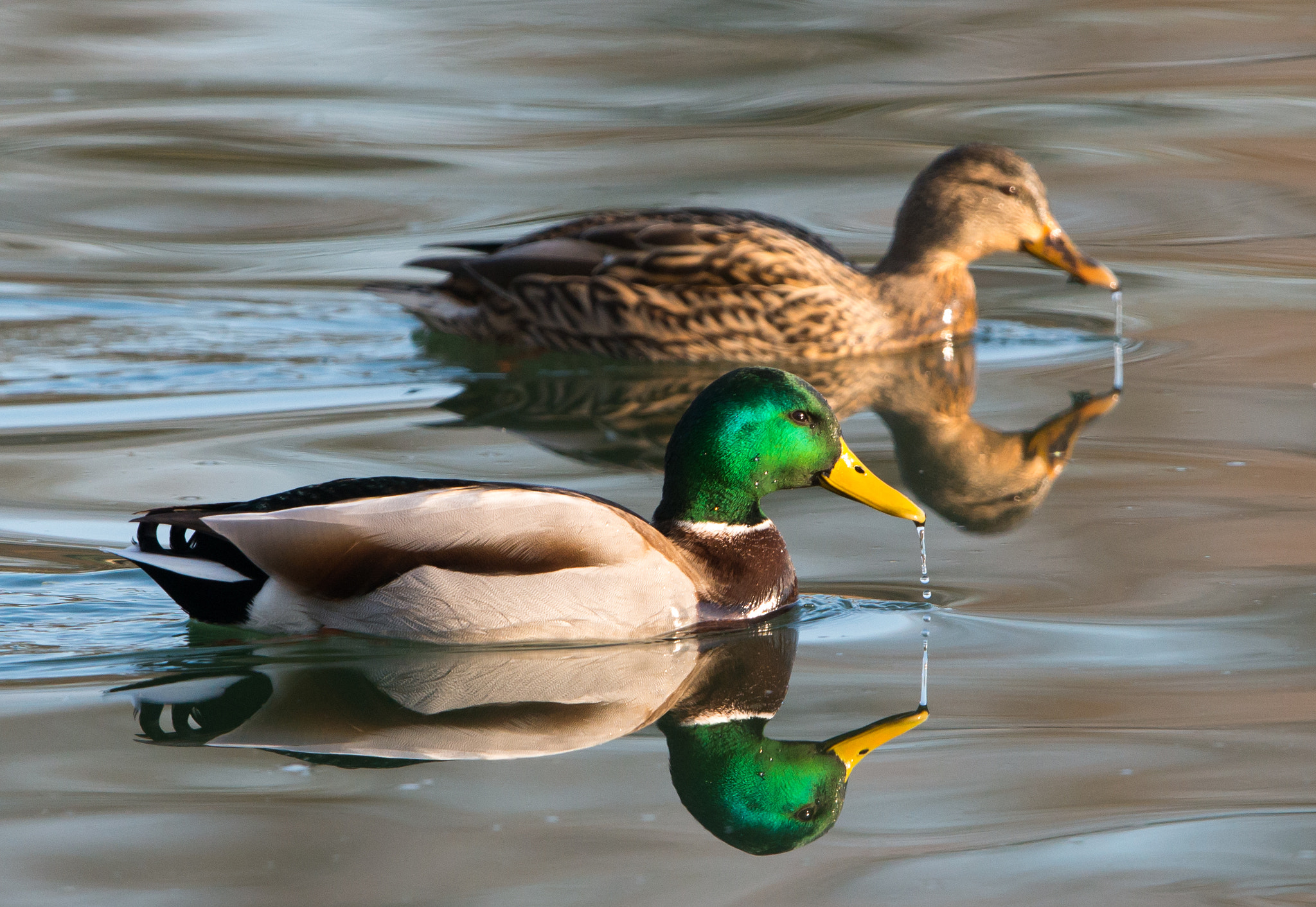 Nikon D800 + Nikon AF-S Nikkor 600mm F4G ED VR sample photo. Dsc photography