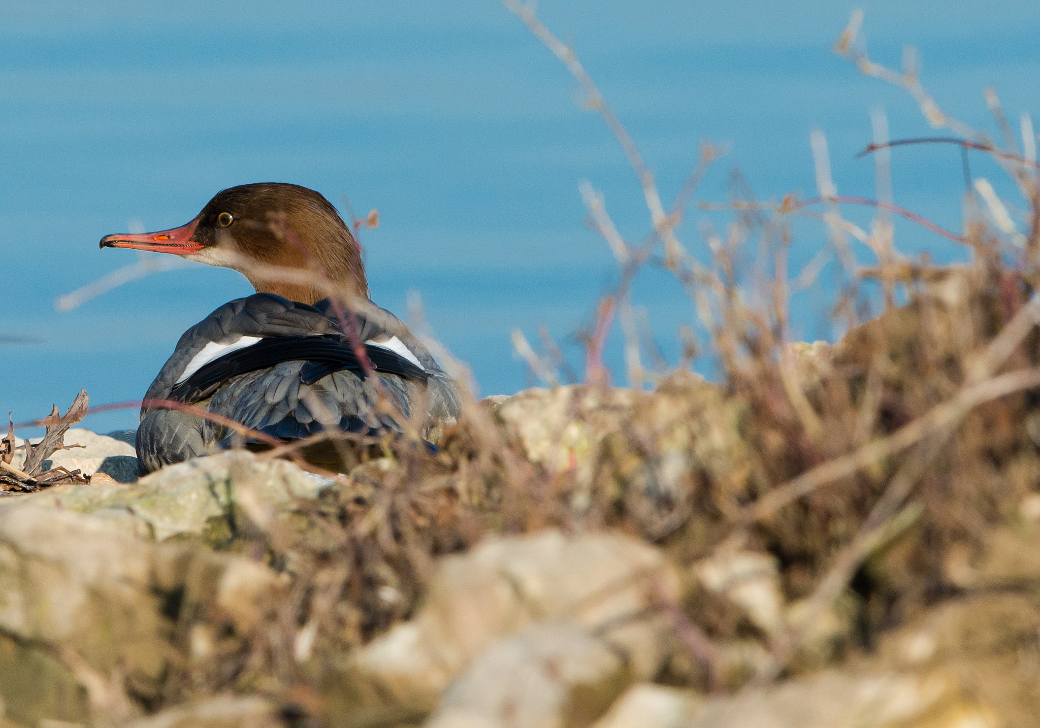 Nikon D800 + Nikon AF-S Nikkor 600mm F4G ED VR sample photo. Dsc photography