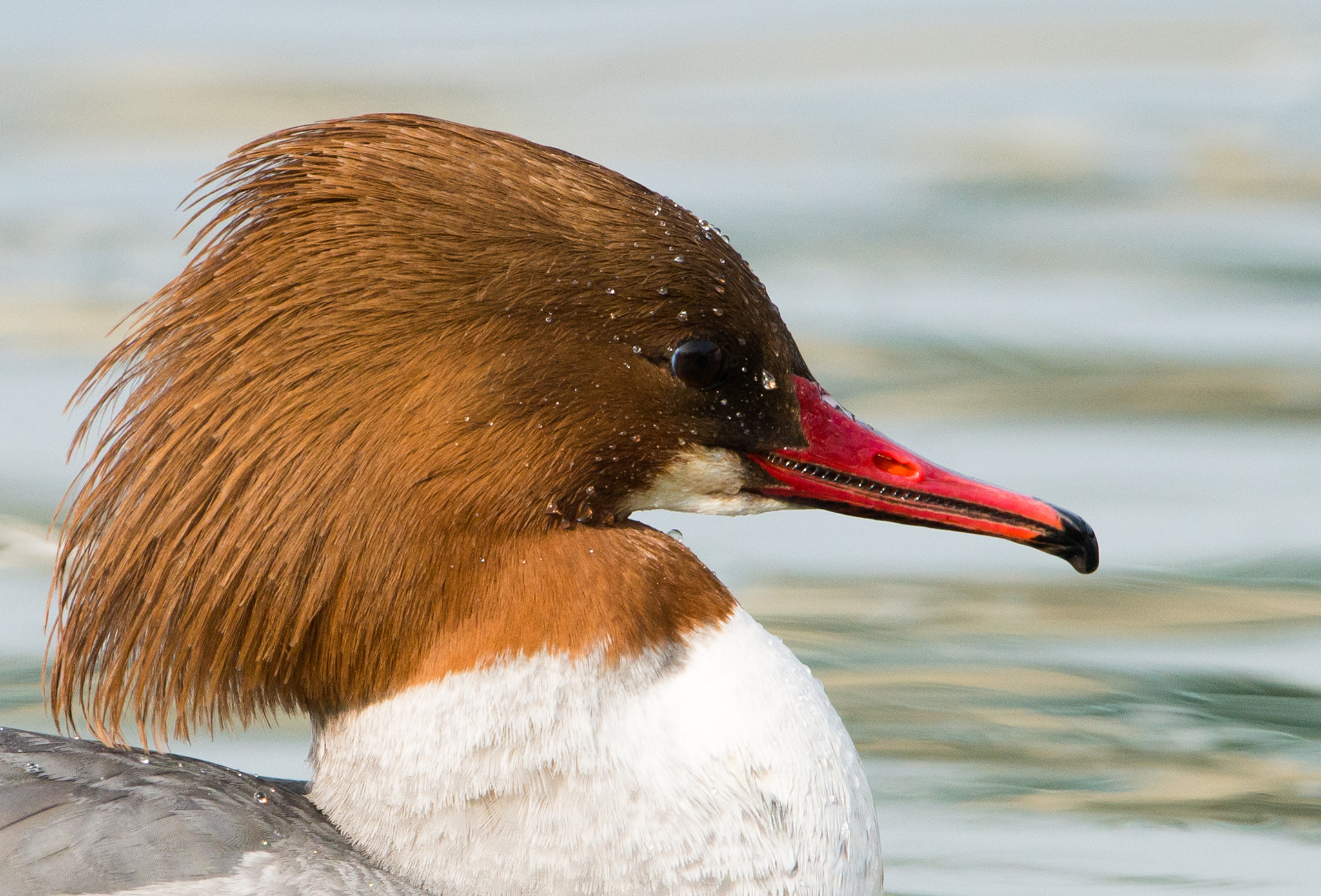 Nikon D800 + Nikon AF-S Nikkor 600mm F4G ED VR sample photo. Dsc photography