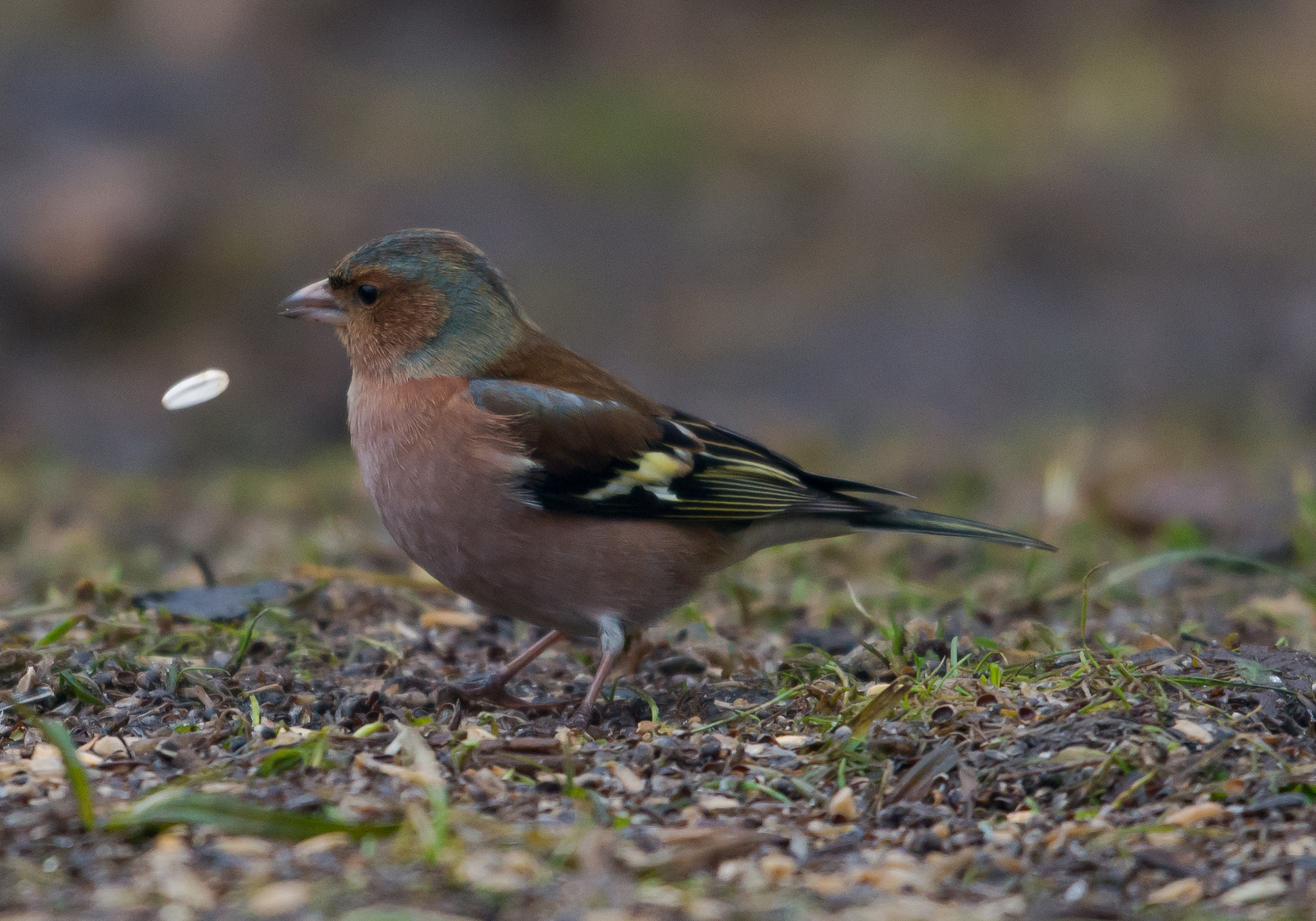 Nikon D800 + Nikon AF-S Nikkor 600mm F4G ED VR sample photo. Dsc photography