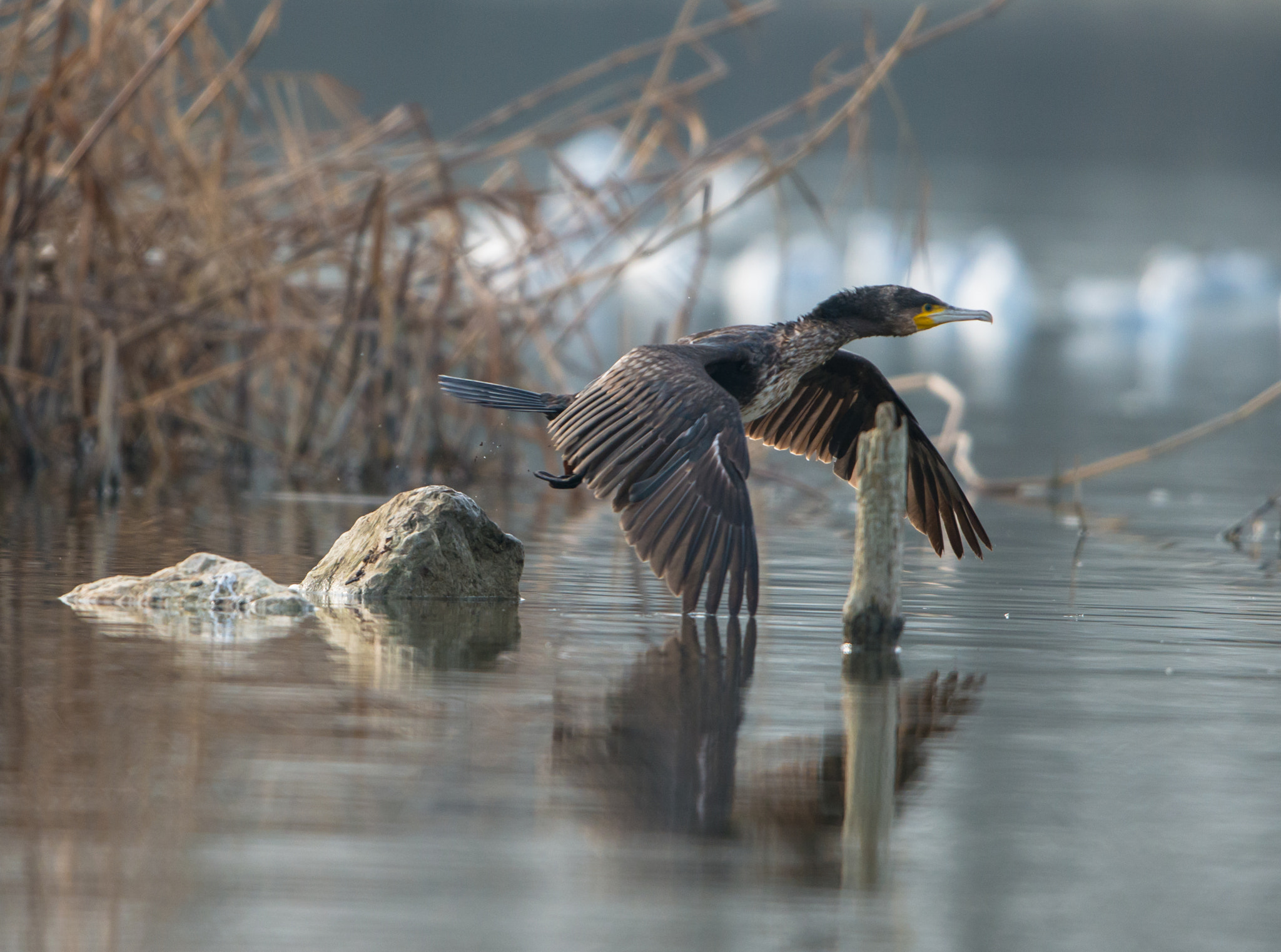 Nikon D800 + Nikon AF-S Nikkor 600mm F4G ED VR sample photo. Dsc photography