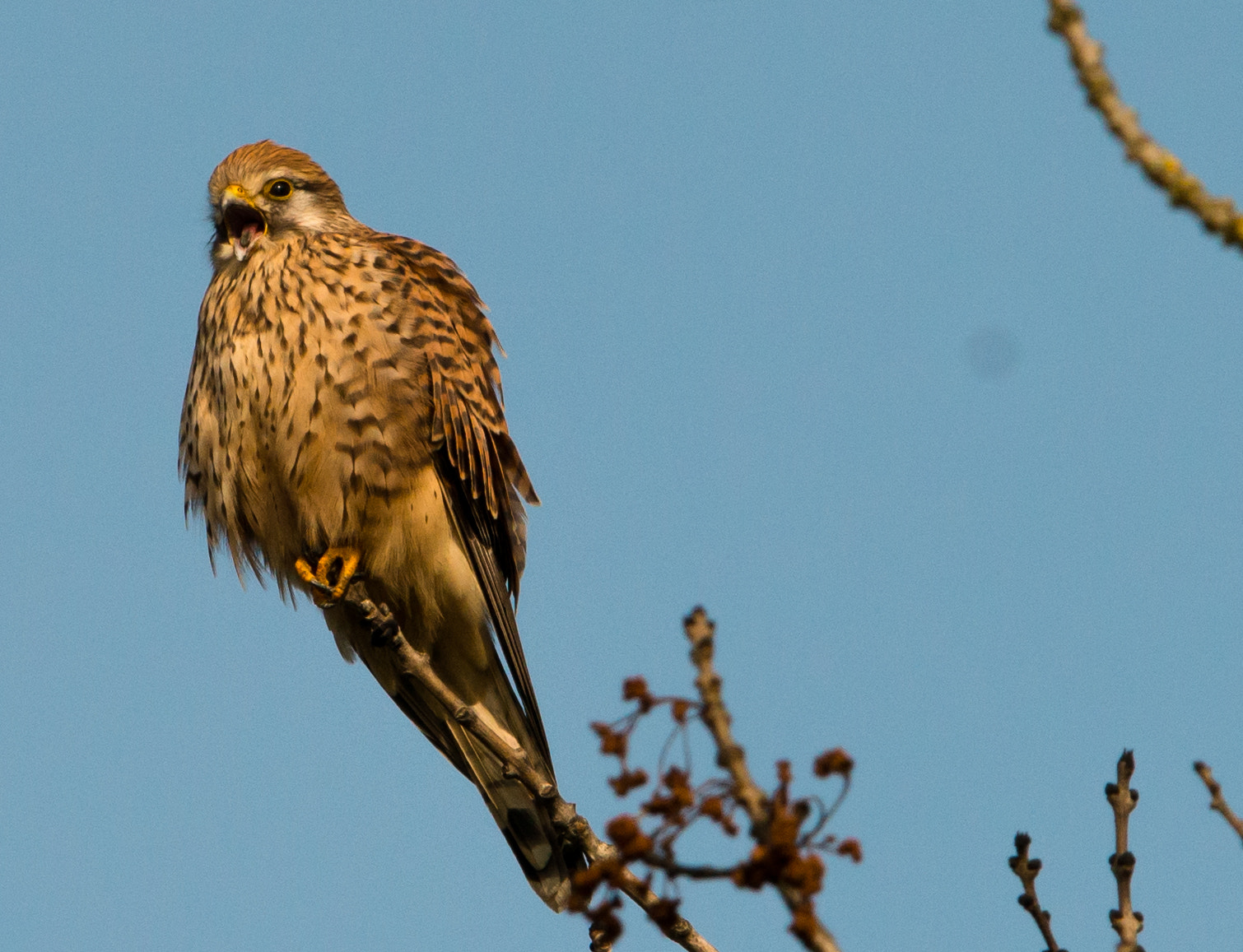 Nikon D800 + Nikon AF-S Nikkor 600mm F4G ED VR sample photo. Dsc photography