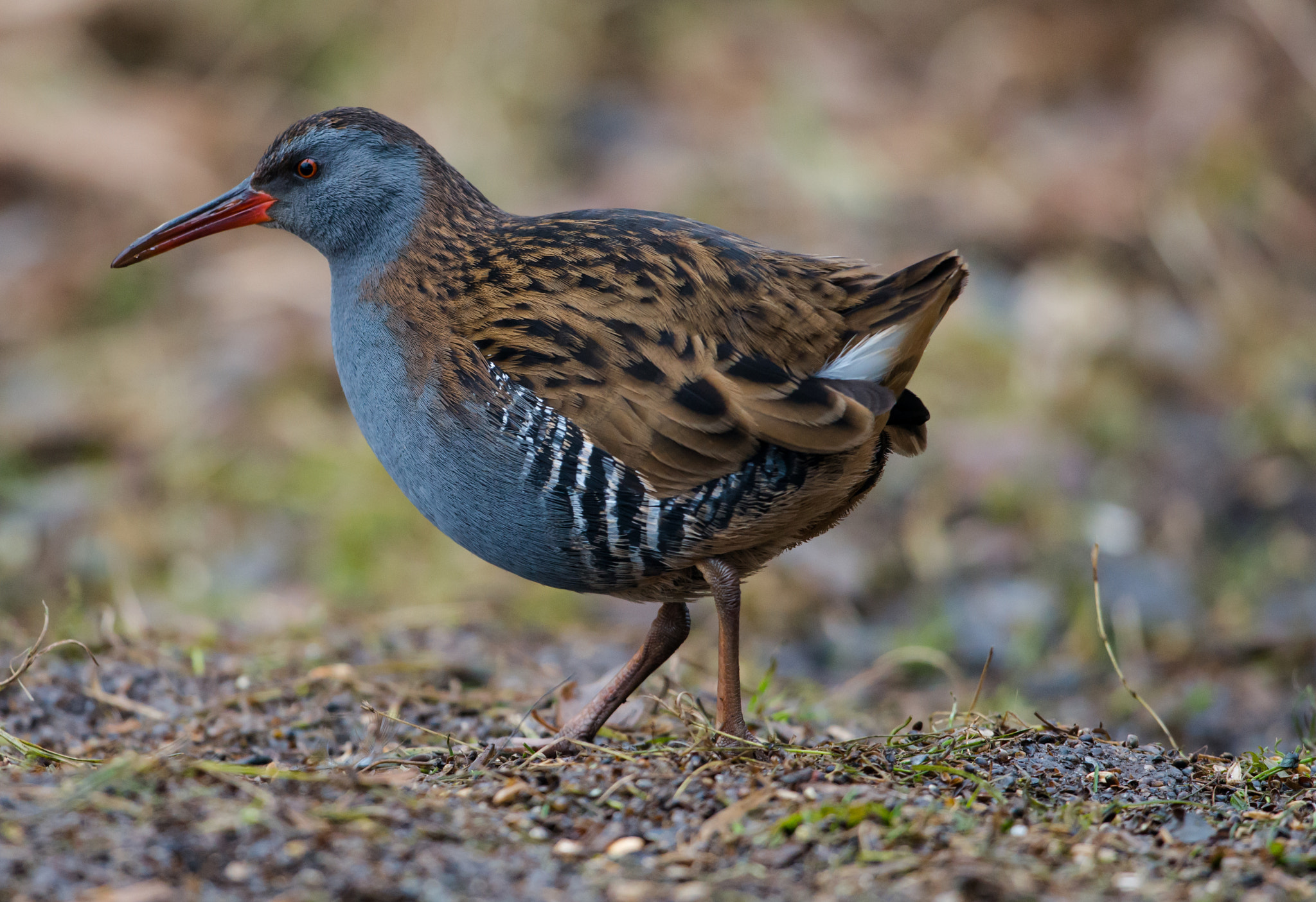 Nikon D800 + Nikon AF-S Nikkor 600mm F4G ED VR sample photo. Dsc photography