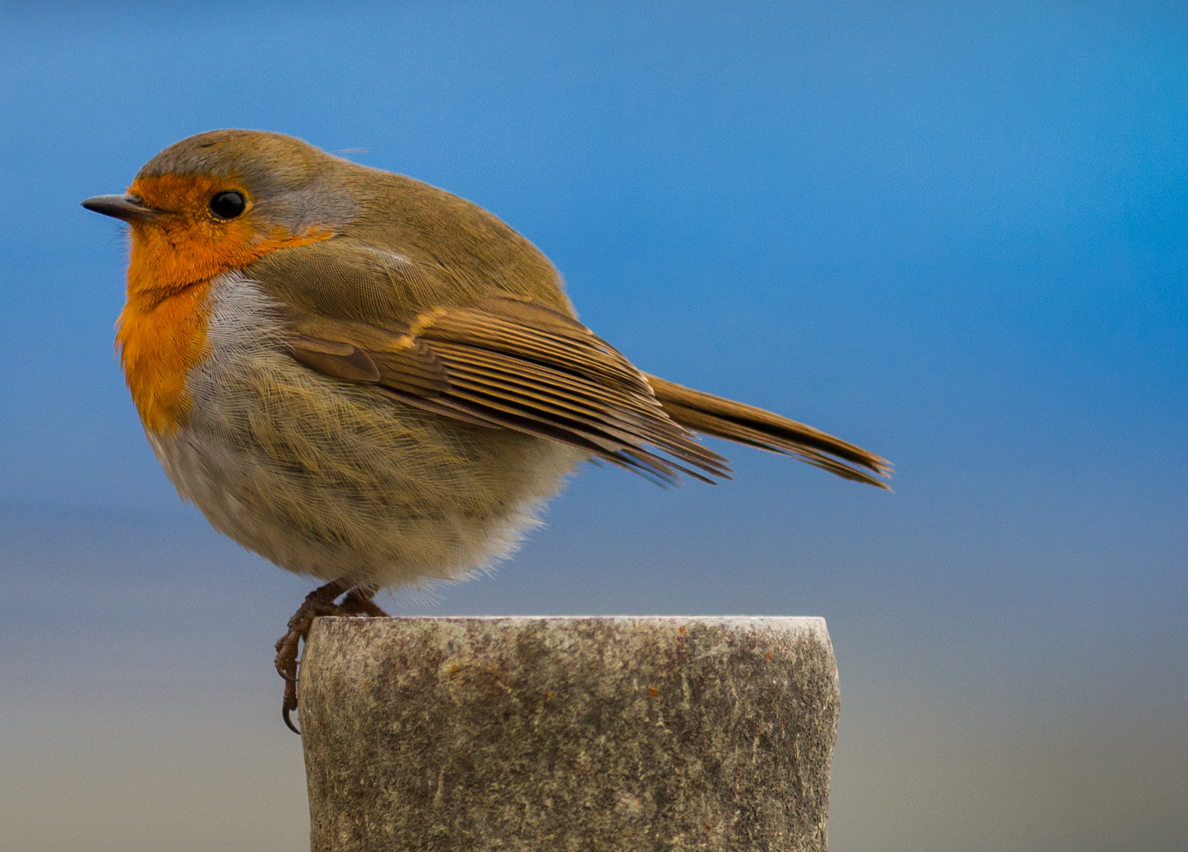 Nikon AF-S Nikkor 300mm F2.8G ED VR II sample photo. Erithacus rubecula top photography