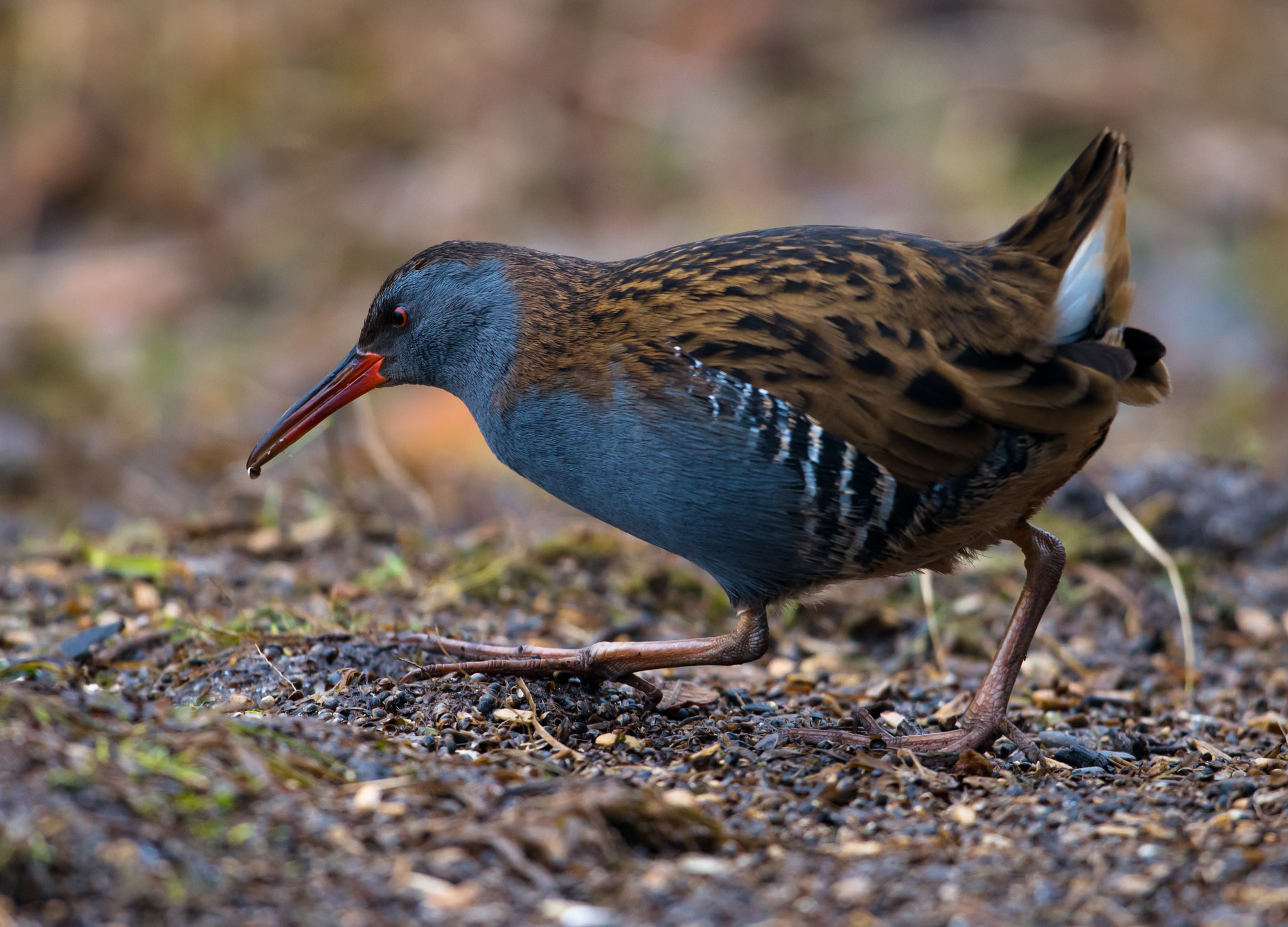 Nikon D800 + Nikon AF-S Nikkor 600mm F4G ED VR sample photo. Dsc photography