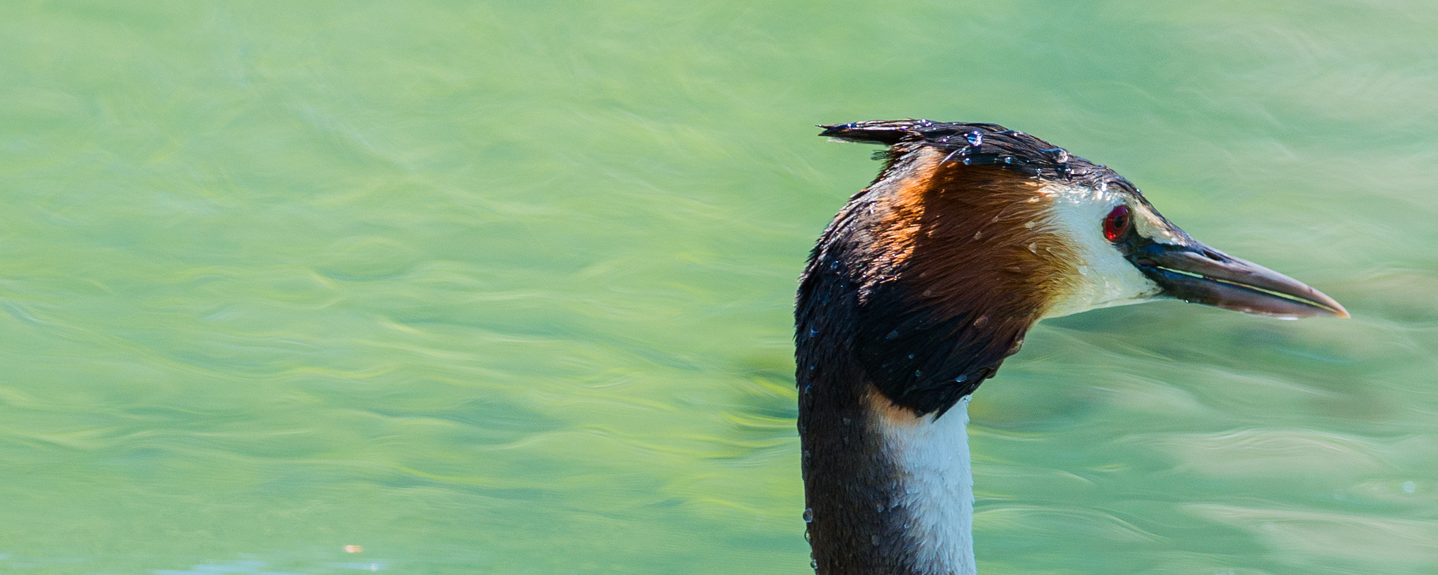 Nikon D800 + Nikon AF-S Nikkor 300mm F2.8G ED VR II sample photo. Podiceps cristatus panorama photography