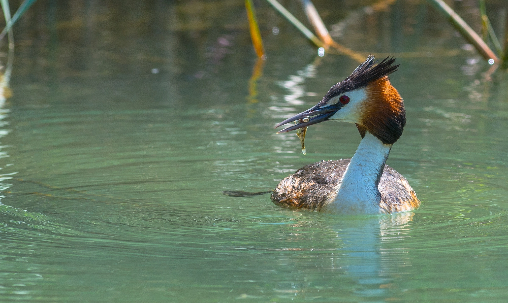 Nikon D800 + Nikon AF-S Nikkor 300mm F2.8G ED VR II sample photo. Panorama vogel photography