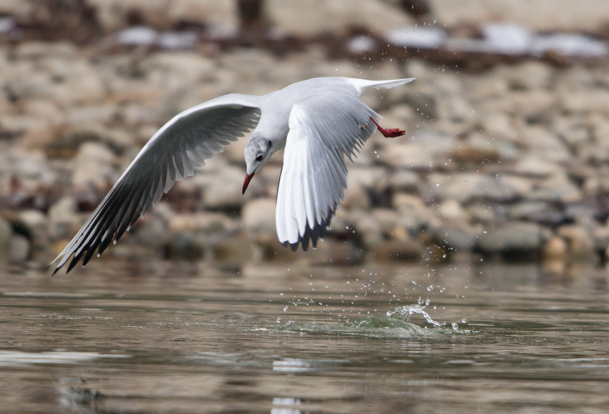 Nikon D800 + Nikon AF-S Nikkor 600mm F4G ED VR sample photo. 11.jpg photography